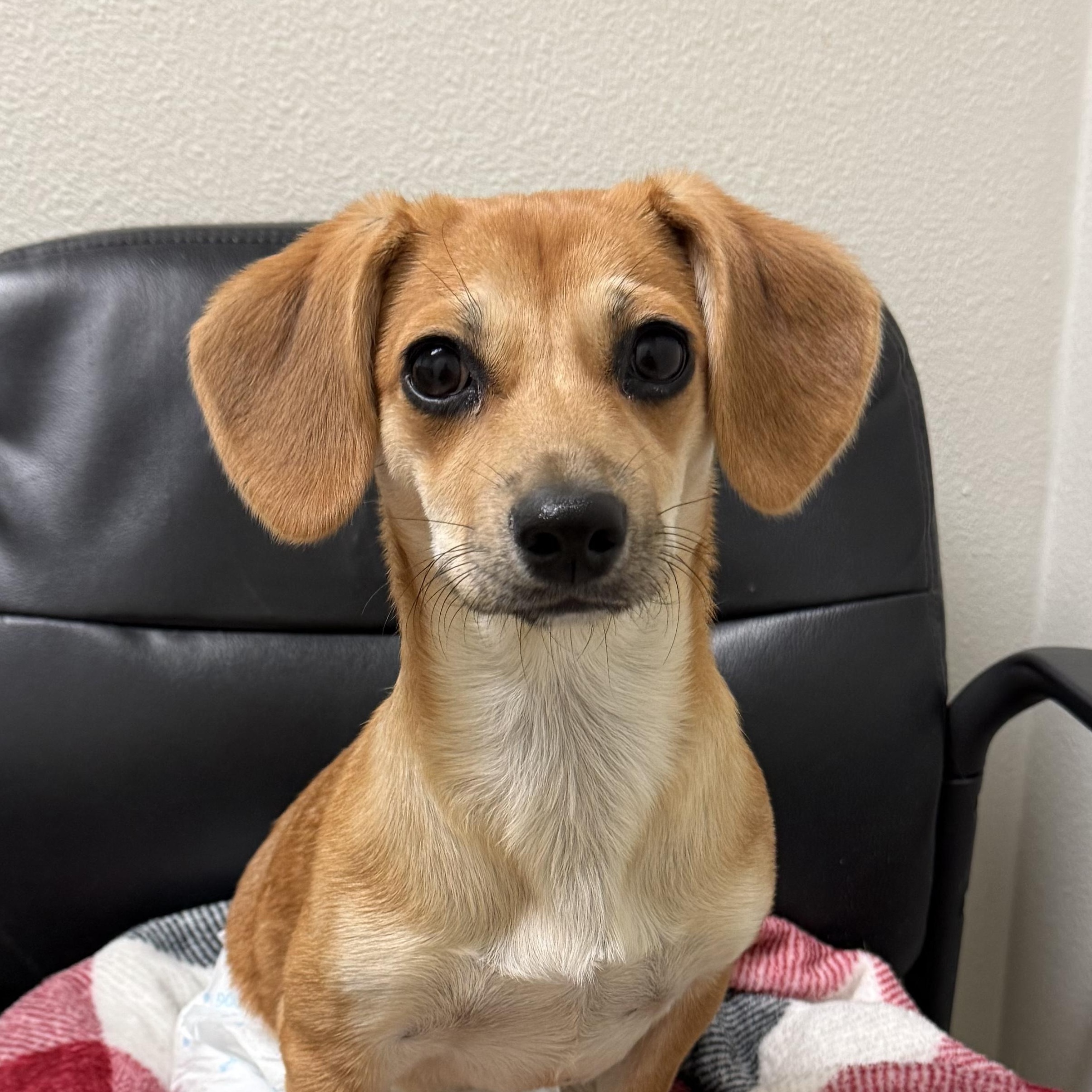 Jazzy, a Adoptable mixed breed in Los Angeles, CA image 5/5