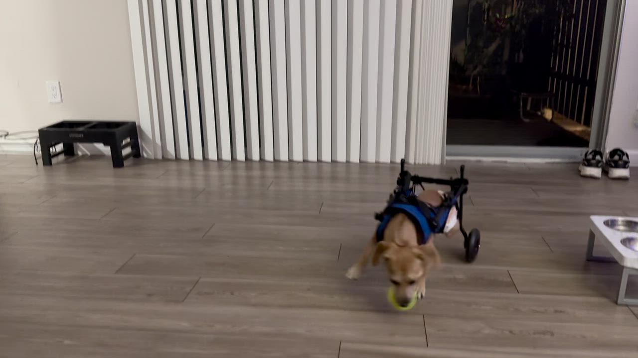 Enlarge Jazzy, a Adoptable mixed breed in Los Angeles, CA video 4/5