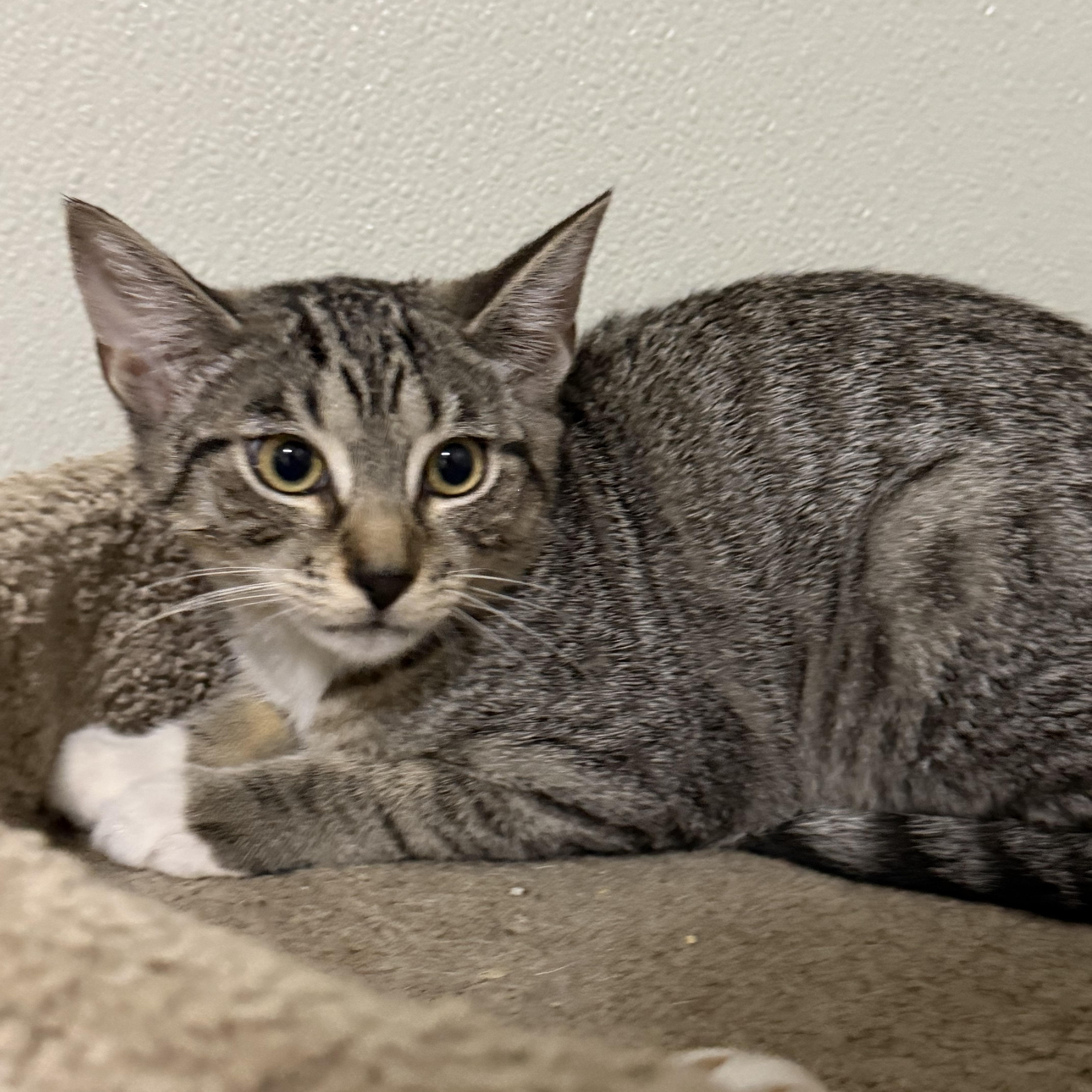 Swan, a ADOPTABLE American Shorthair in Highland Park, NJ image 2/3