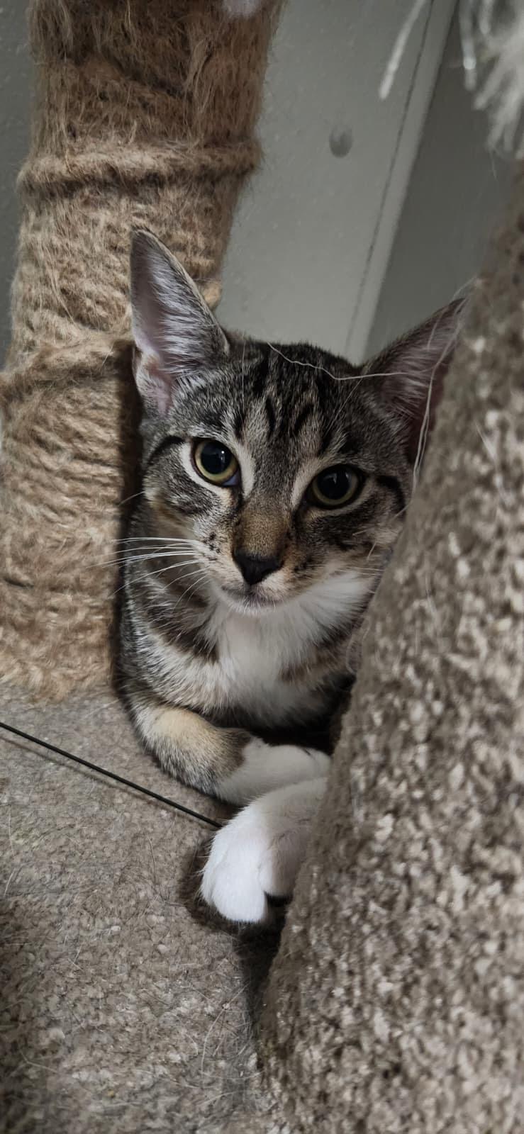 Swan, ADOPTABLE, Kitten Female American Shorthair.