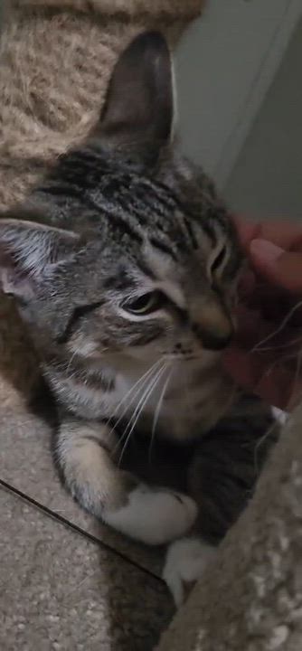 Enlarge Swan, a ADOPTABLE American Shorthair in Highland Park, NJ video 3/3