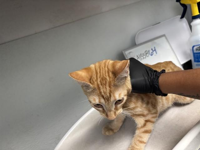 POPPY, Adoptable, Kitten Female Domestic Short Hair.