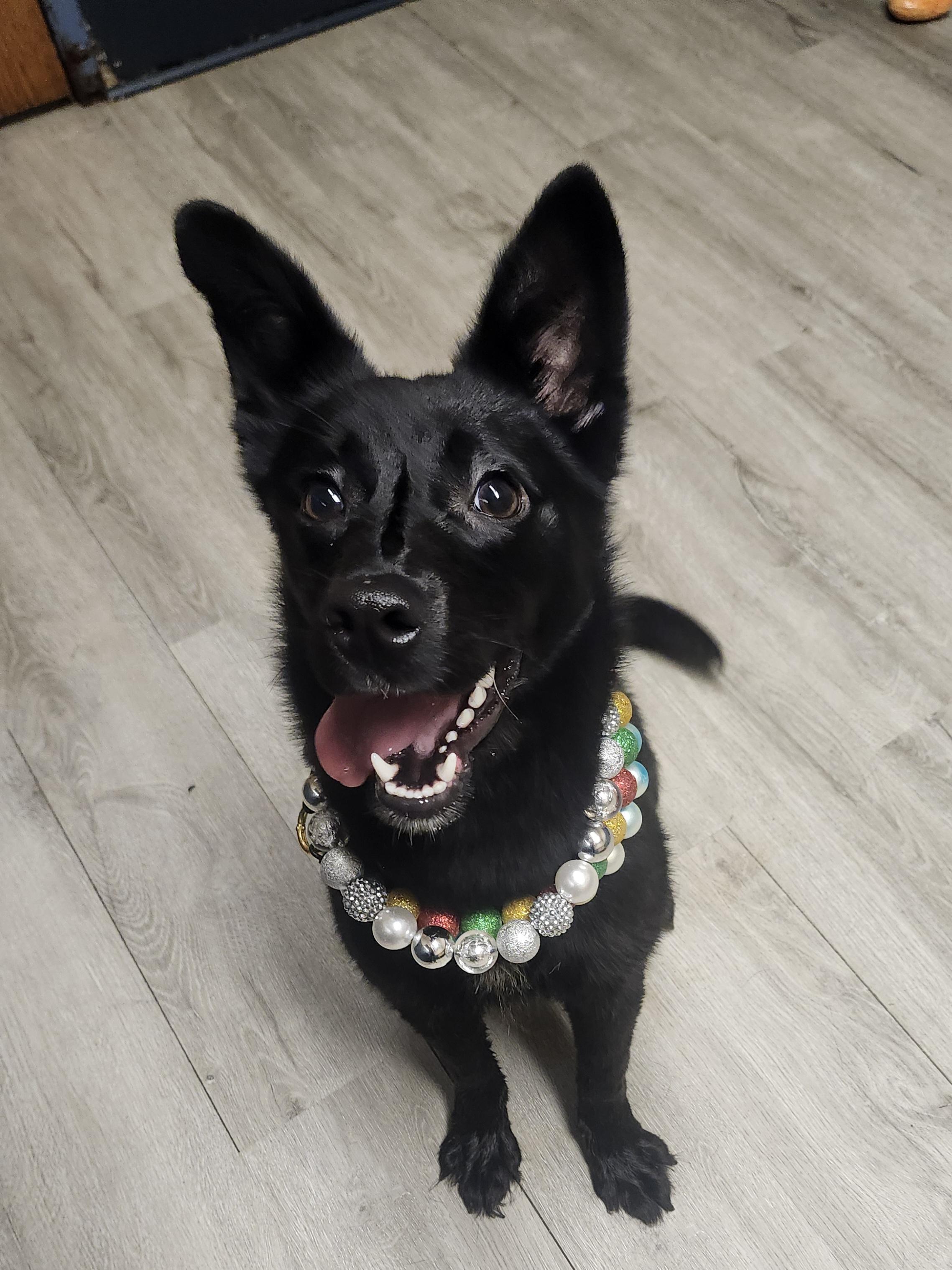 Milky Way , adopted, Young Female Schipperke.