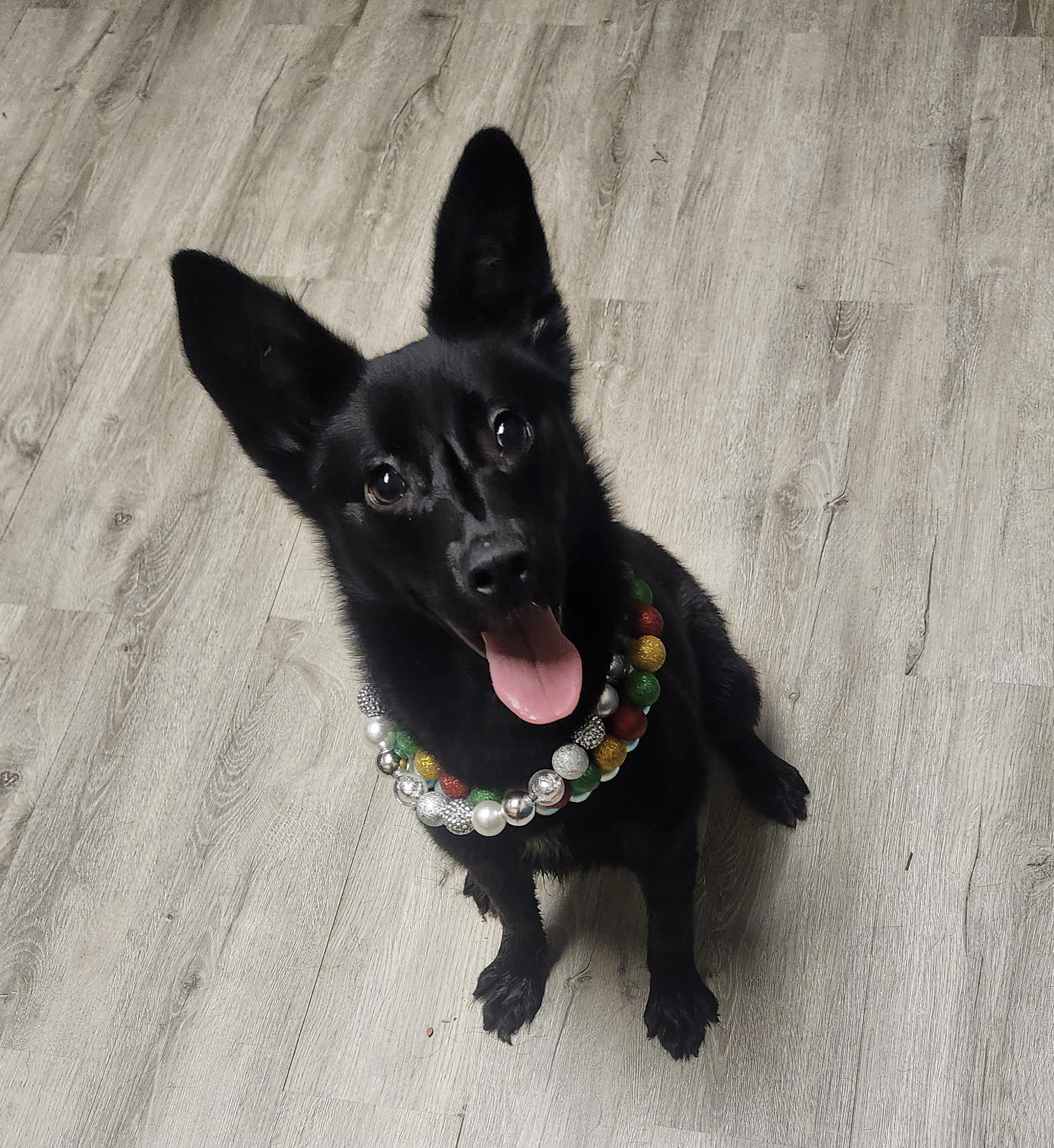 Enlarge Milky Way , an adopted mixed breed in Mansfield, OH image 4/4