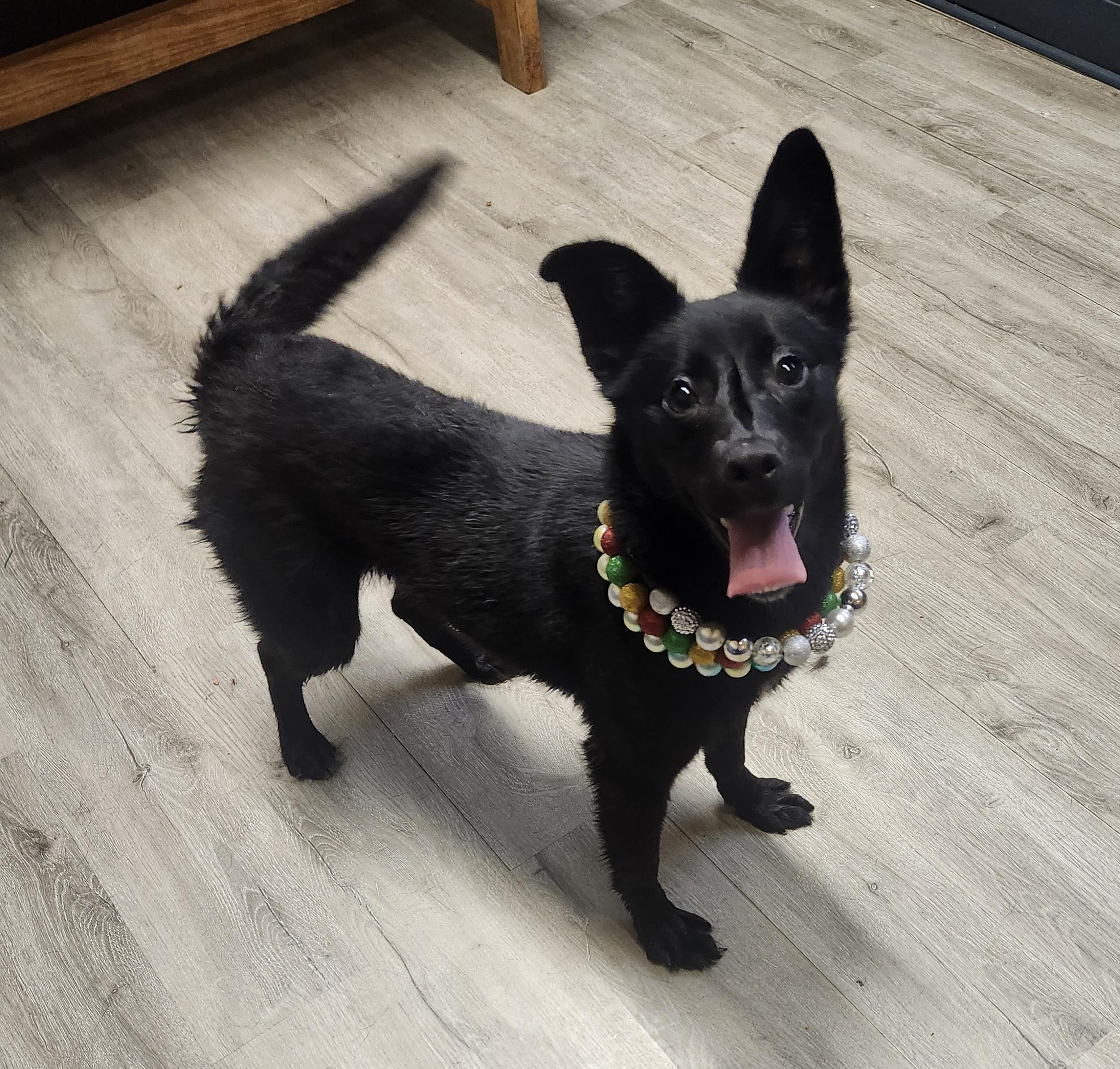 Enlarge Milky Way , an adopted mixed breed in Mansfield, OH image 2/4