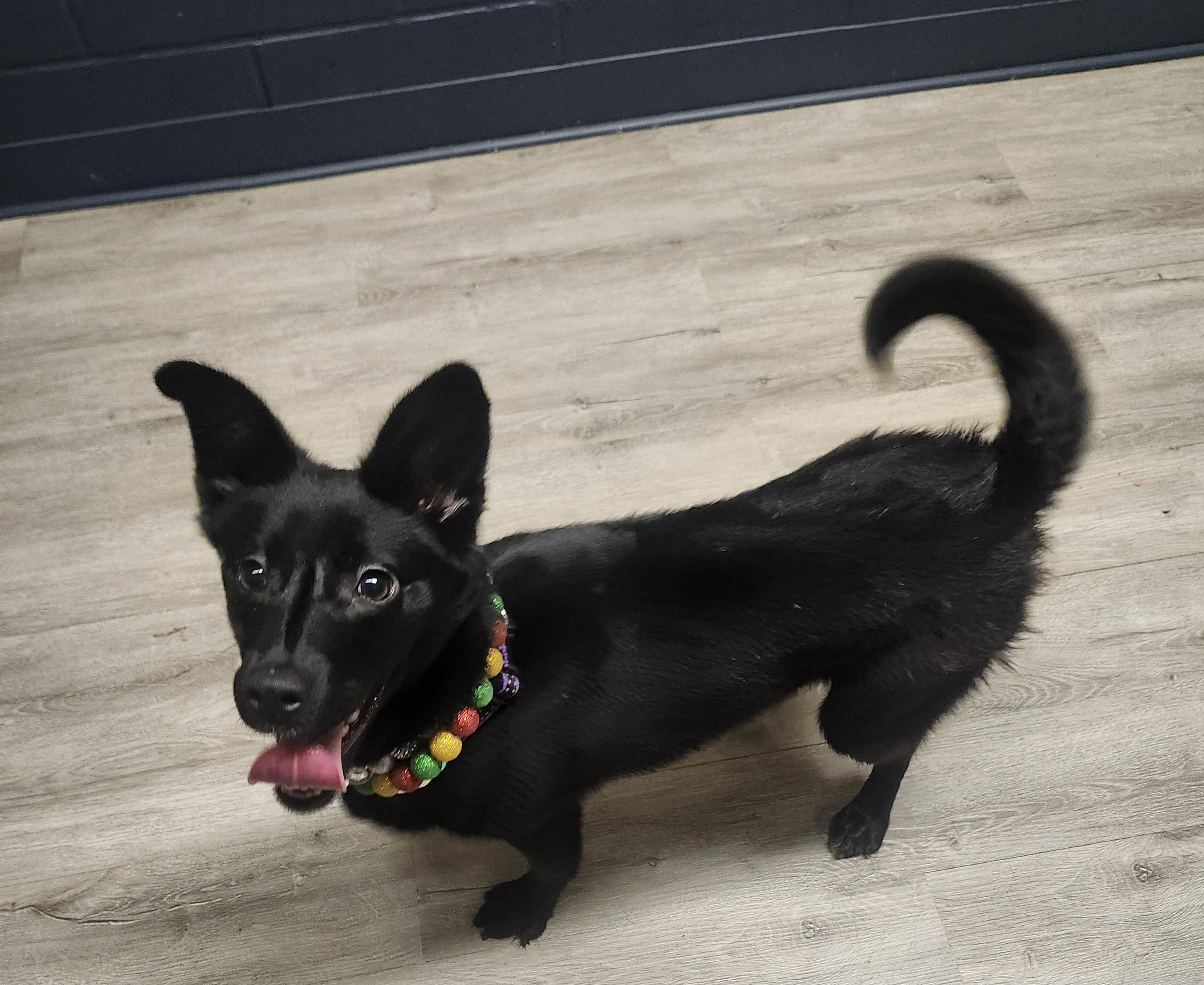 Enlarge Milky Way , an adopted mixed breed in Mansfield, OH image 3/4