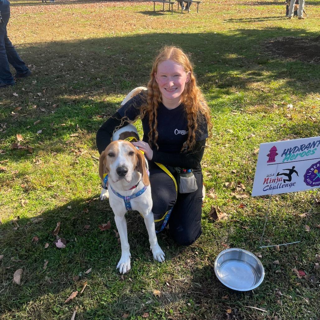 Bombadil, Adoptable, Senior Male Mixed Breed.