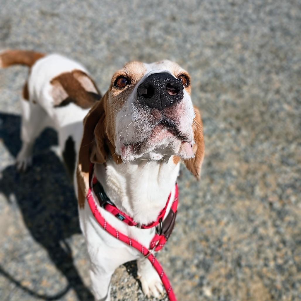 Enlarge Bombadil, a Adoptable Mixed Breed in Fredericksburg, VA image 2/6