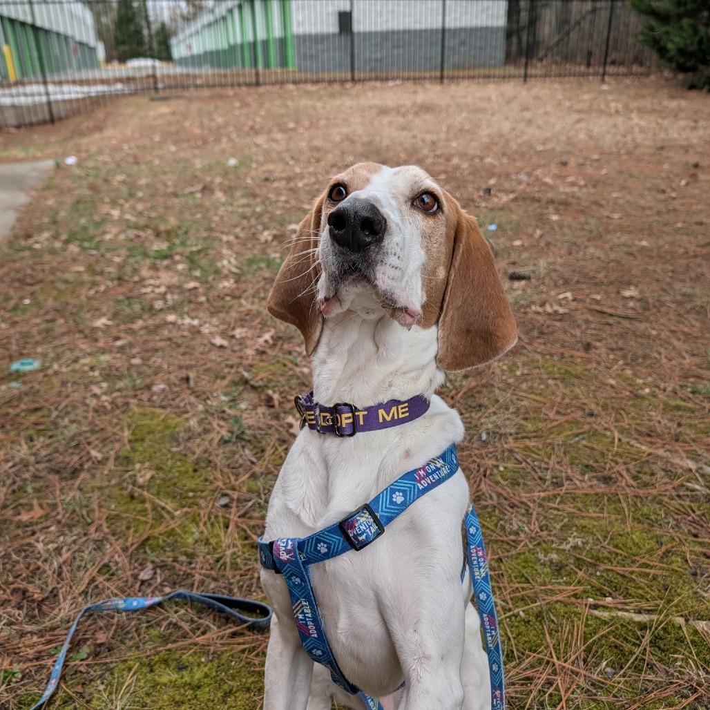 Enlarge Bombadil, a Adoptable Mixed Breed in Fredericksburg, VA image 3/6