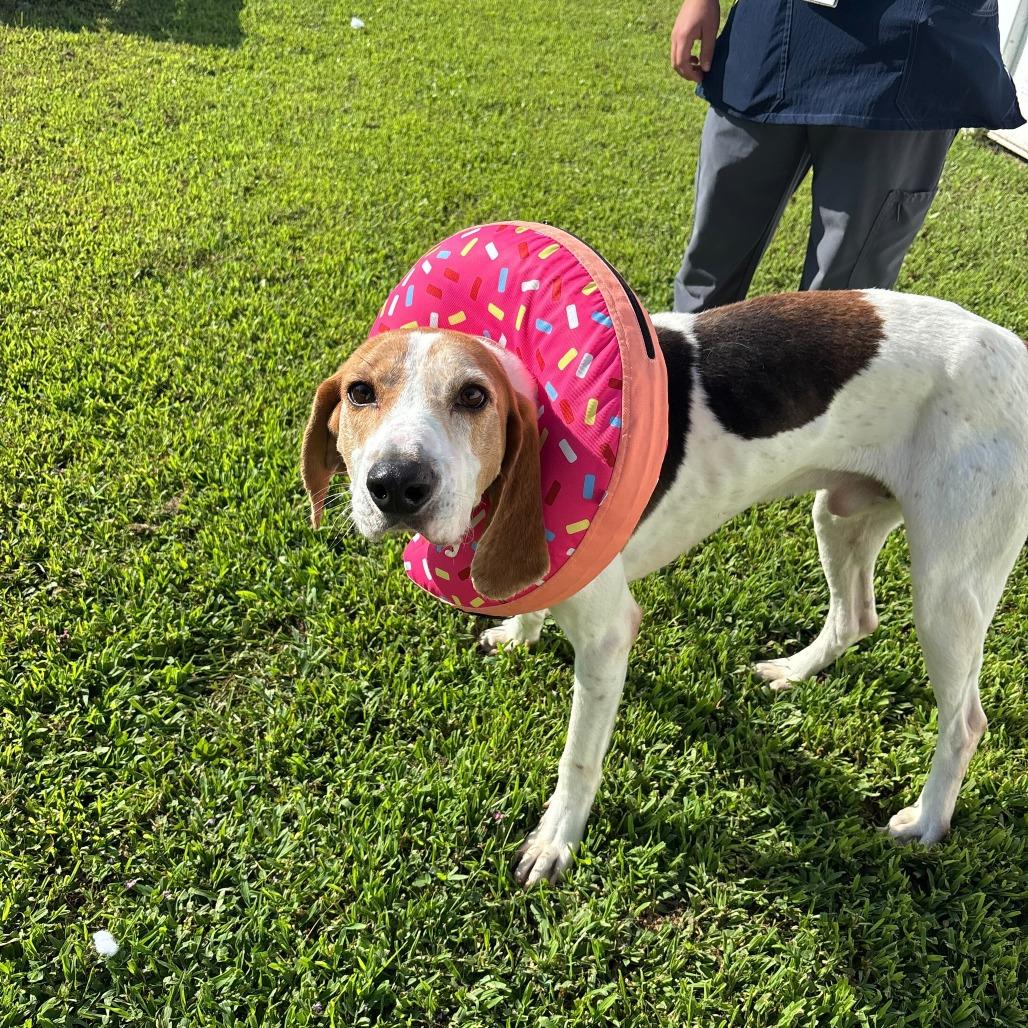 Enlarge Bombadil, a Adoptable Mixed Breed in Fredericksburg, VA image 2/4