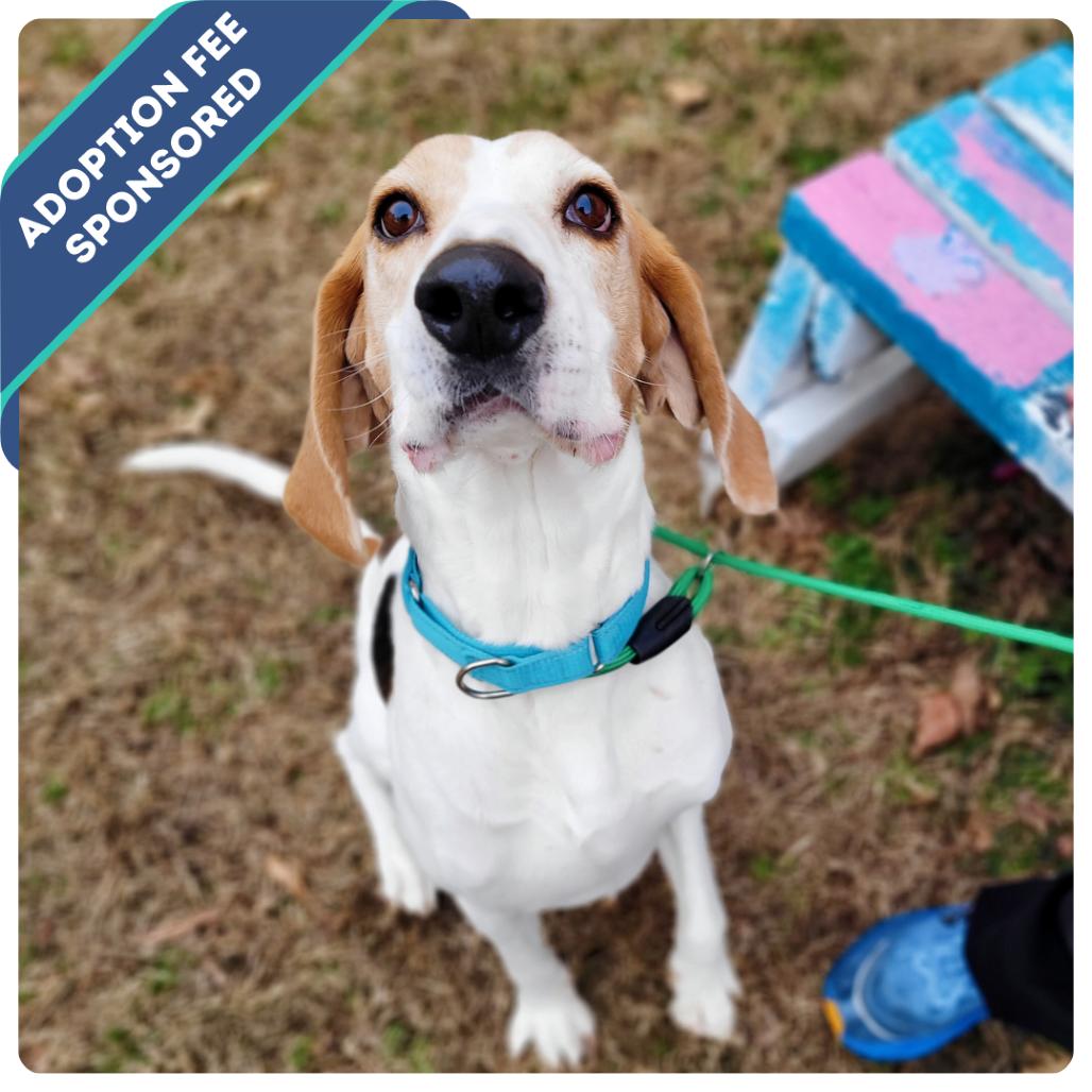 Enlarge Bombadil, a Adoptable Mixed Breed in Fredericksburg, VA image 5/6