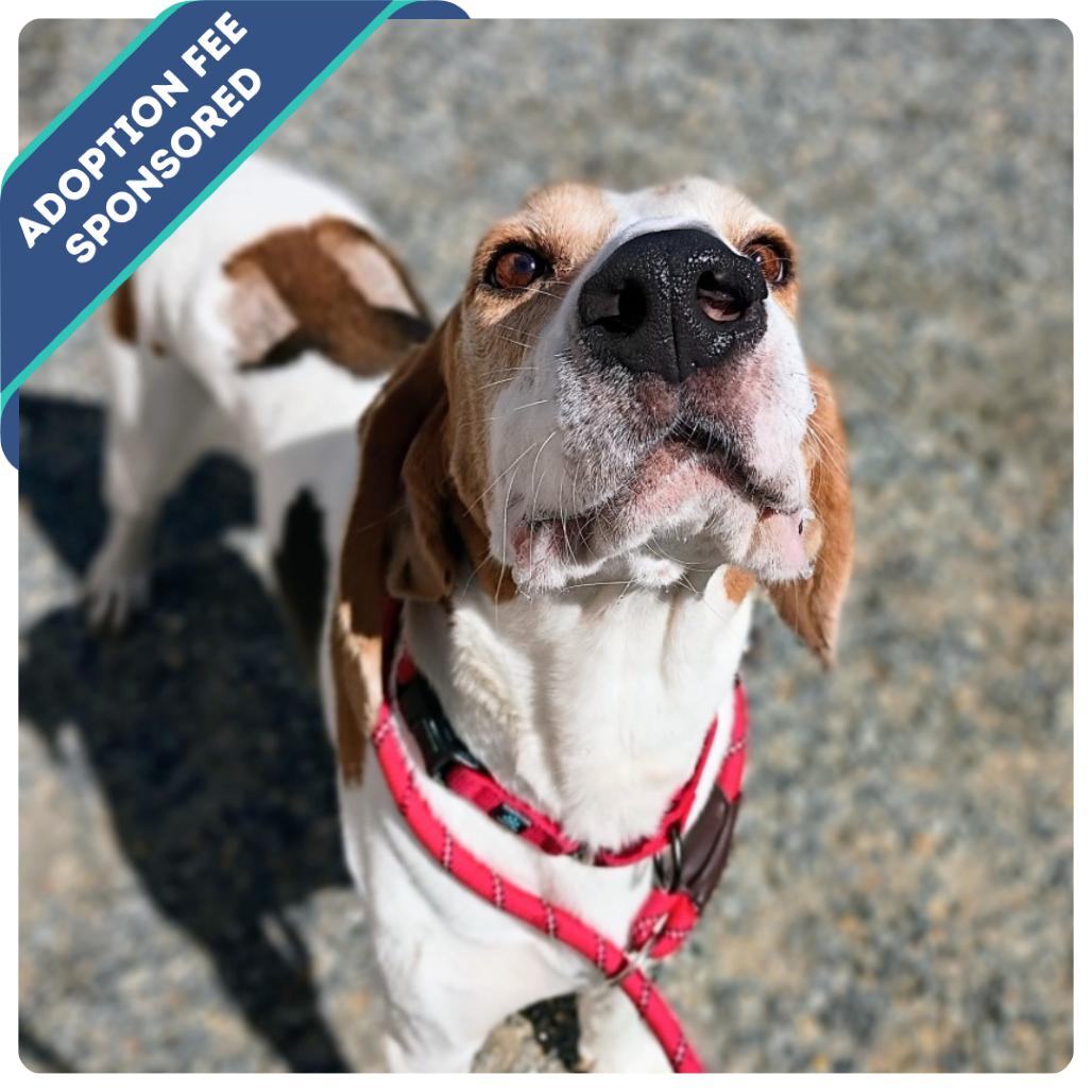 Enlarge Bombadil, a Adoptable Mixed Breed in Fredericksburg, VA image 3/4