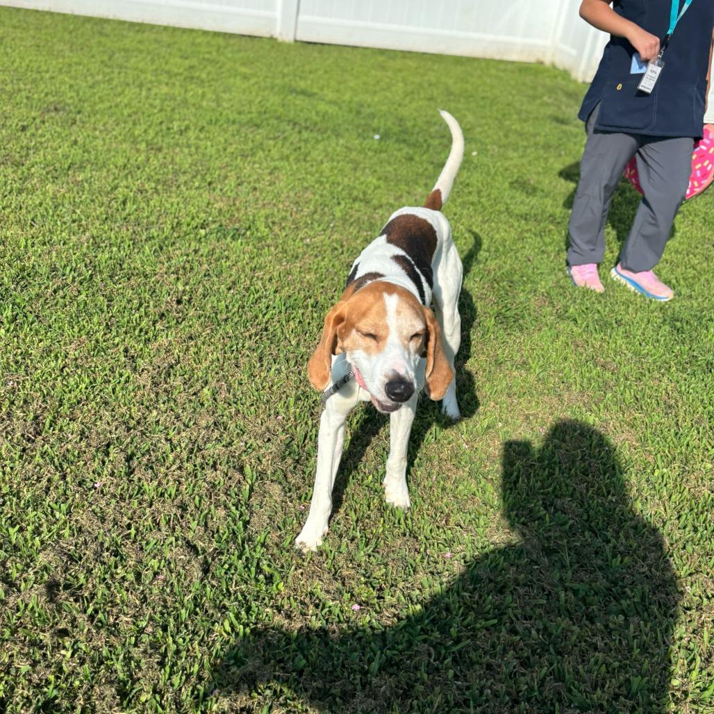 Enlarge Bombadil, a Adoptable Mixed Breed in Fredericksburg, VA image 4/4