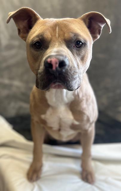 Enlarge Bart, a Adoptable mixed breed in West Memphis, AR image 2/3