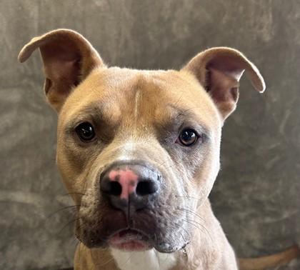 Bart, Adoptable, Adult Male Pit Bull Terrier & Mixed Breed.