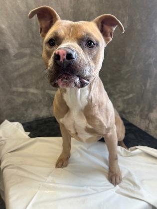 Enlarge Bart, a Adoptable mixed breed in West Memphis, AR image 3/3