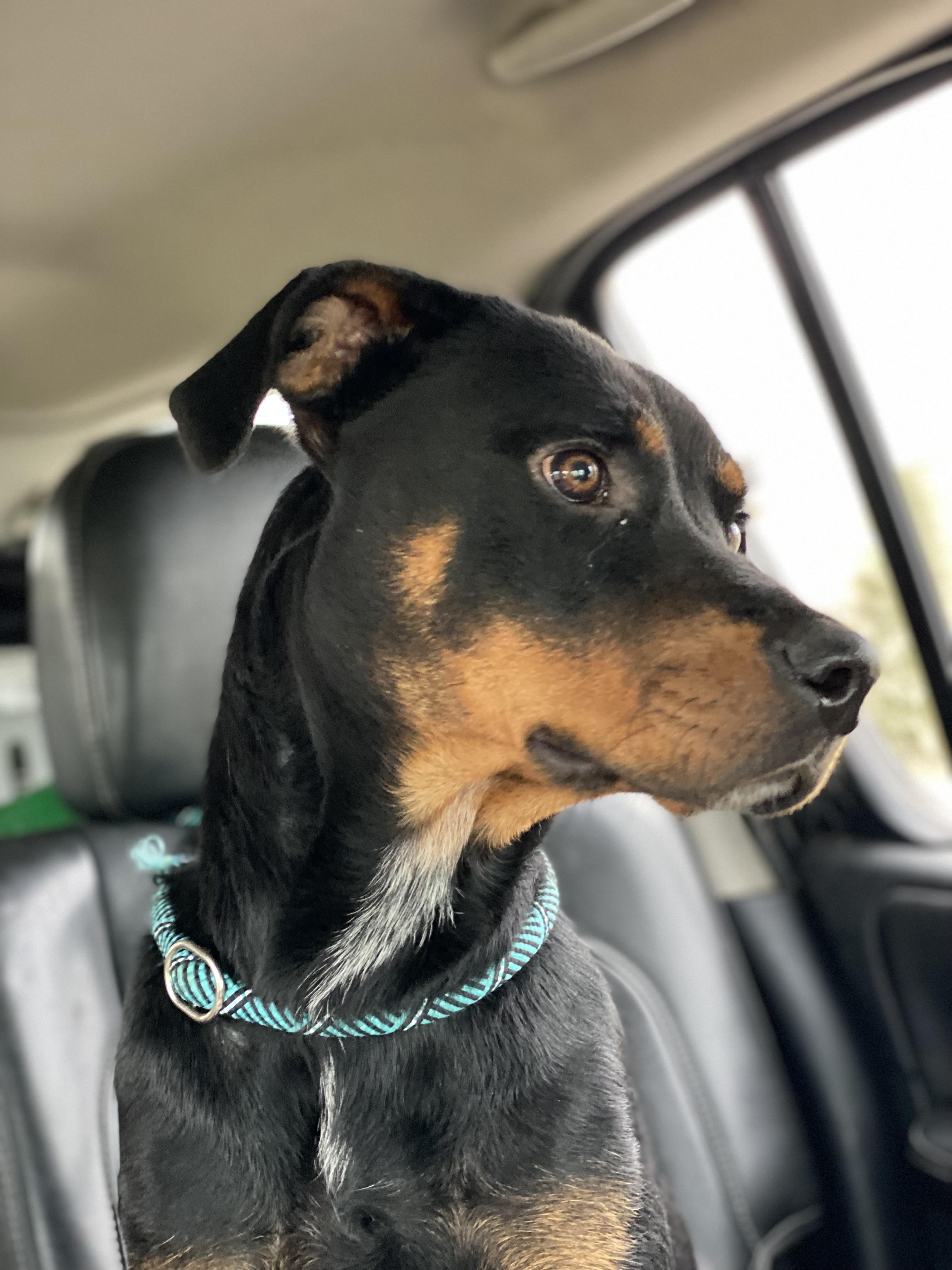 Nova, a Adoptable mixed breed in Spring hill, TN image 1/6