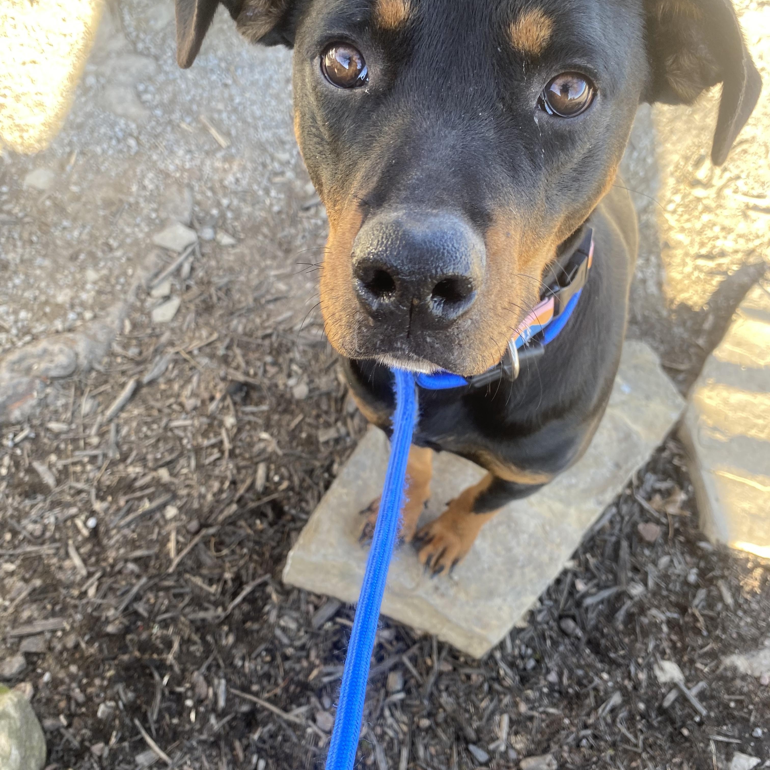 Nova, a Adoptable mixed breed in Spring hill, TN image 3/6