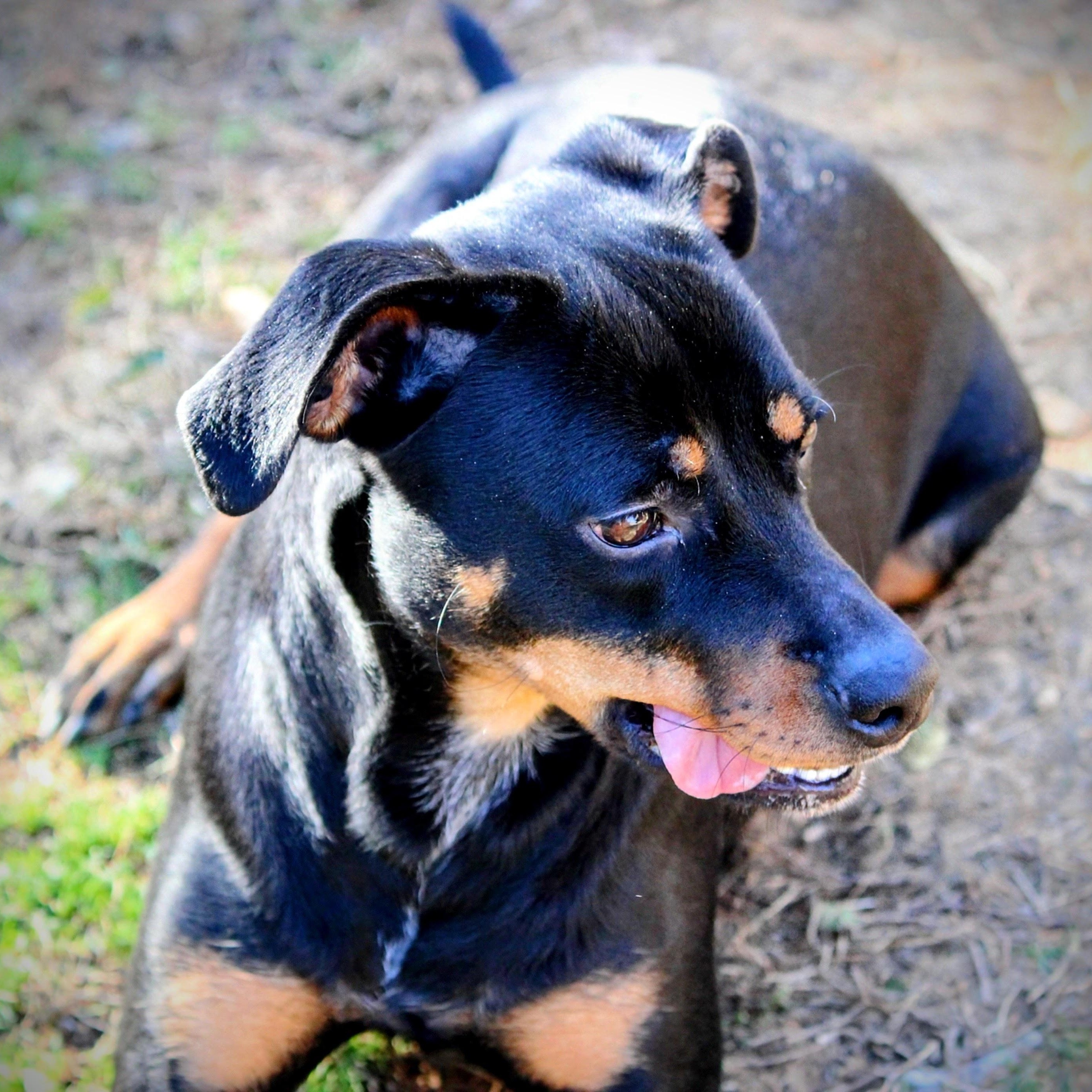 Nova, an adoptable mixed breed in Spring hill, TN image 2/5