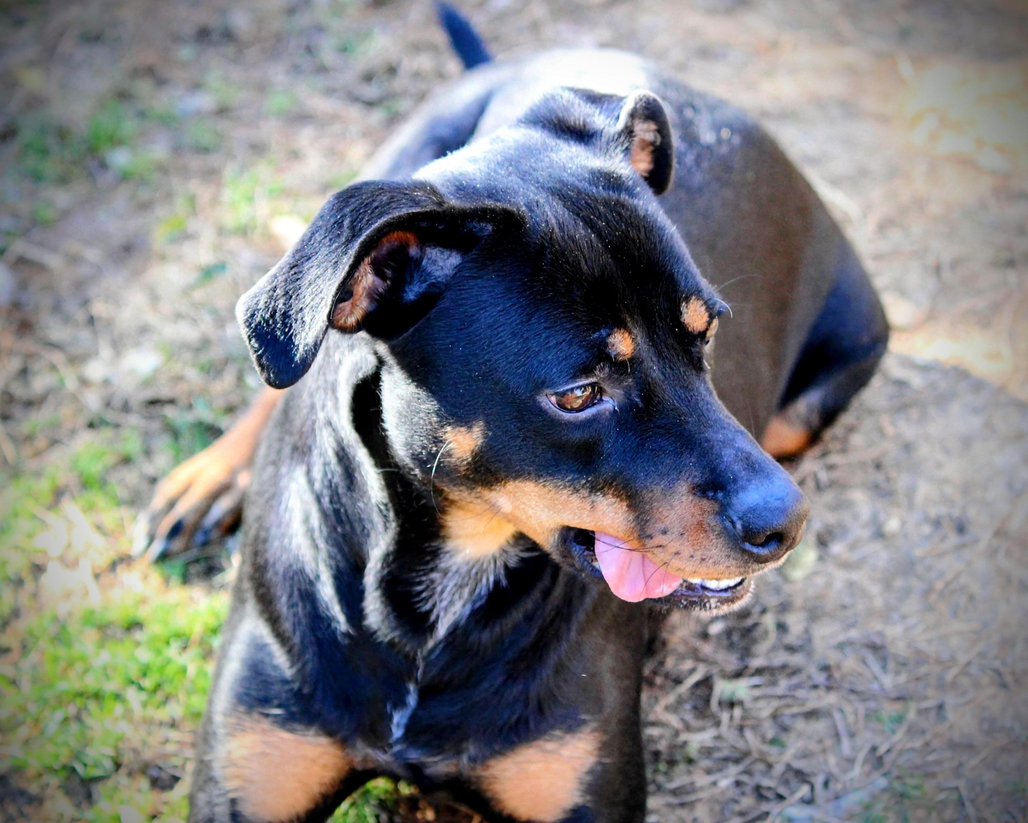 Enlarge Nova, an adoptable mixed breed in Spring hill, TN image 2/6