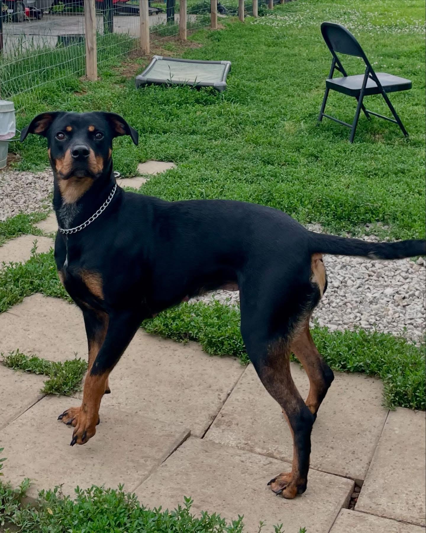 Nova, a Adoptable mixed breed in Spring hill, TN image 4/6