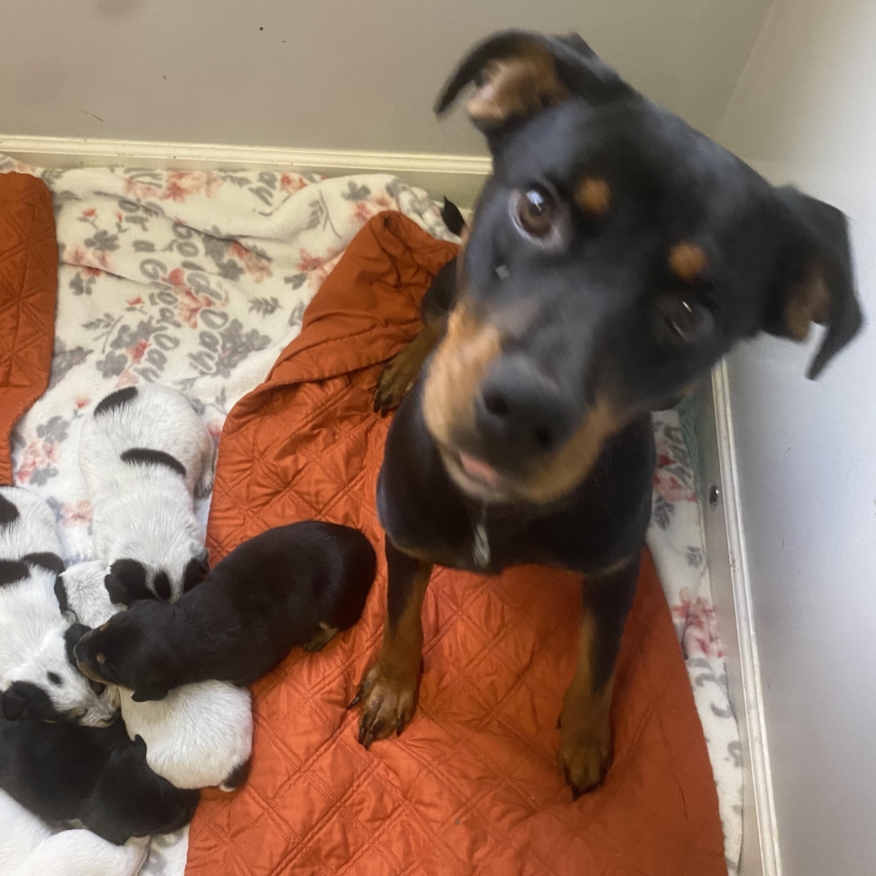 Nova, a Adoptable mixed breed in Spring hill, TN image 2/6