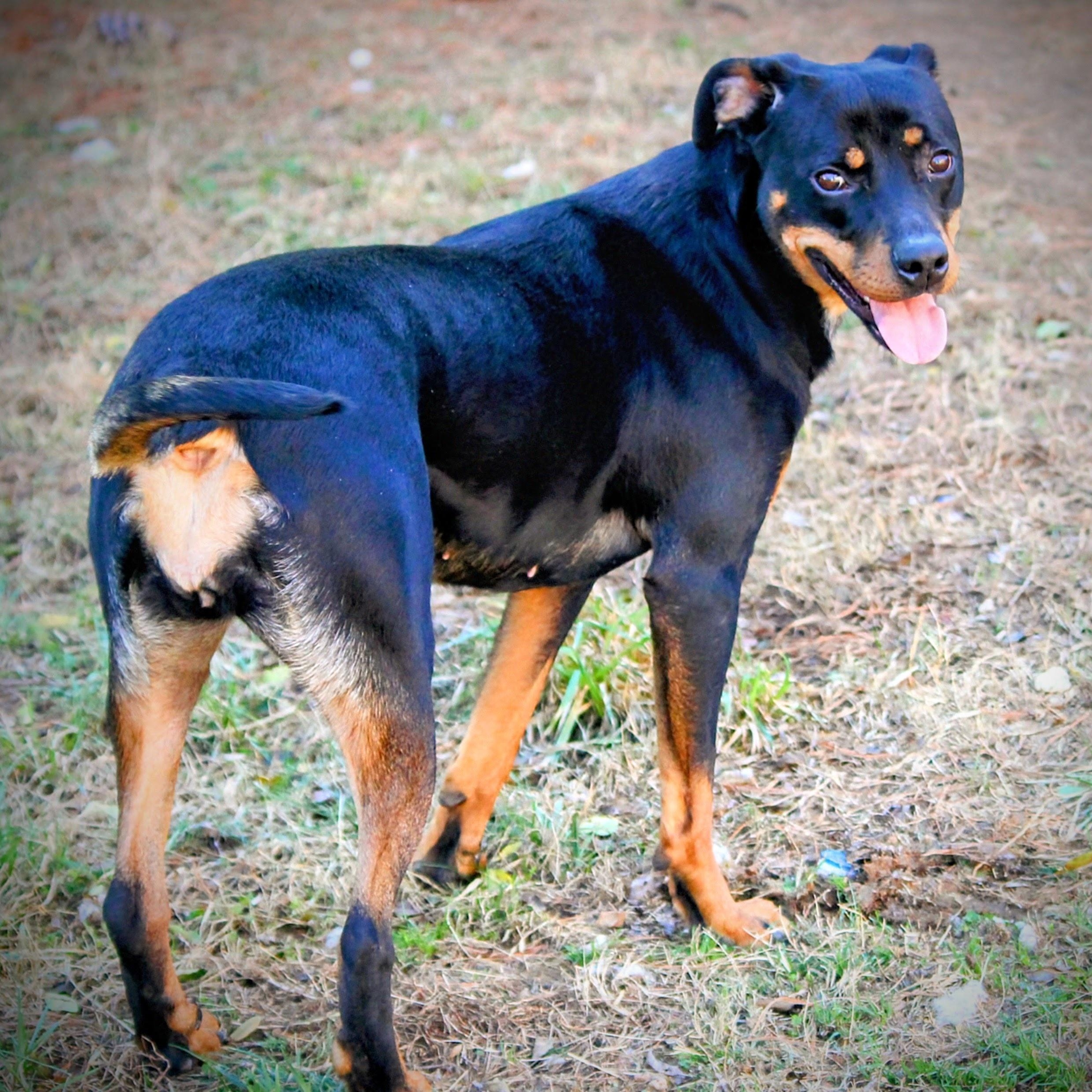 Nova, adoptable, Adult Female Rottweiler.