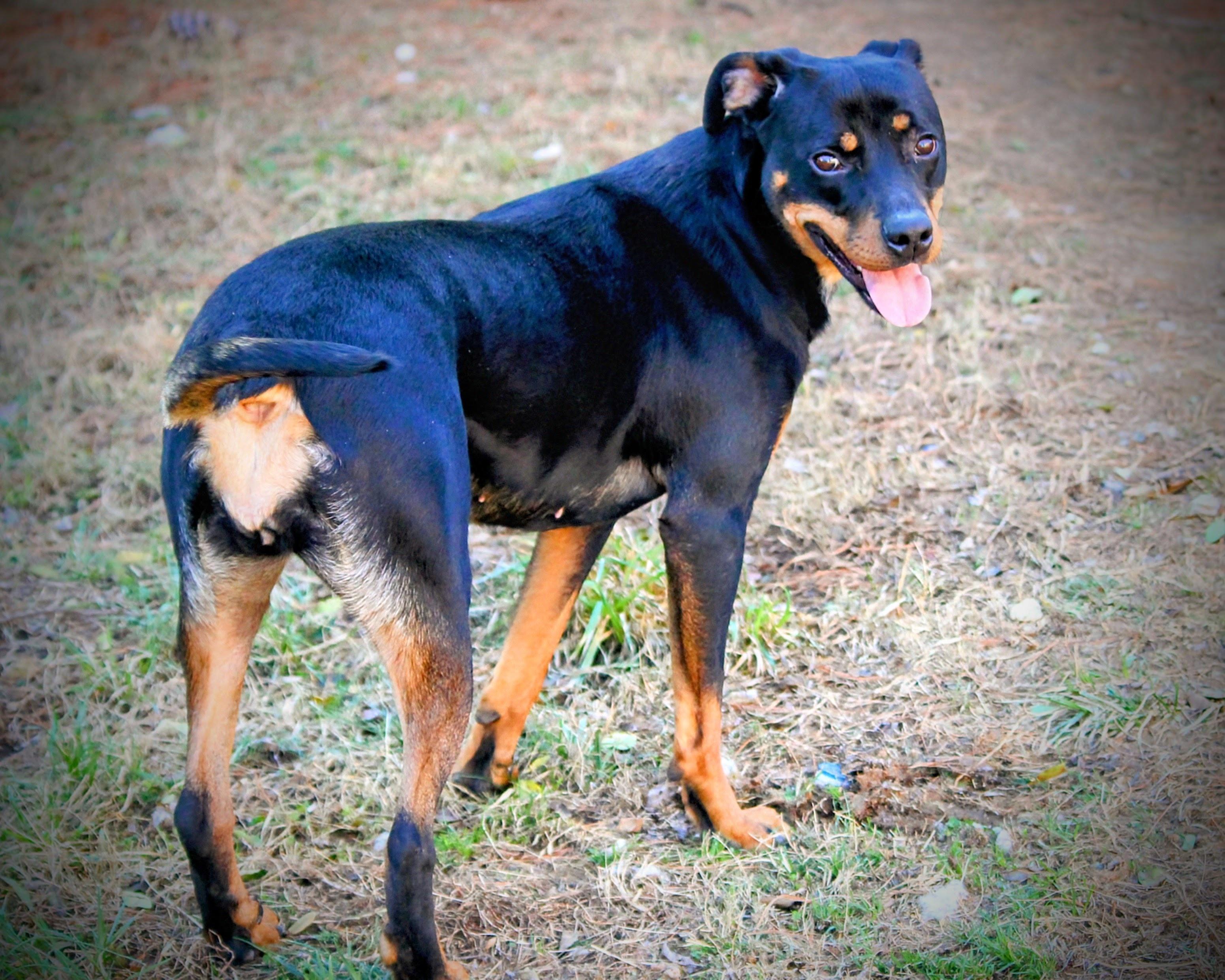 Enlarge Nova, an adoptable mixed breed in Spring hill, TN image 4/6