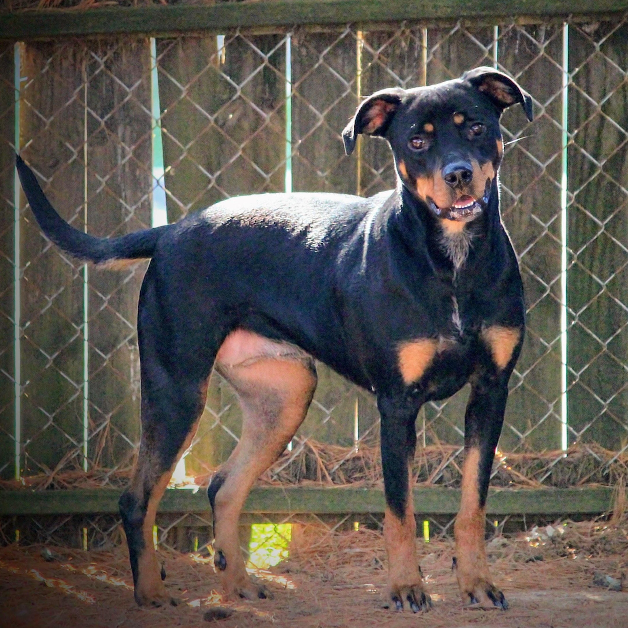 Enlarge Nova, an adoptable mixed breed in Spring hill, TN image 3/6