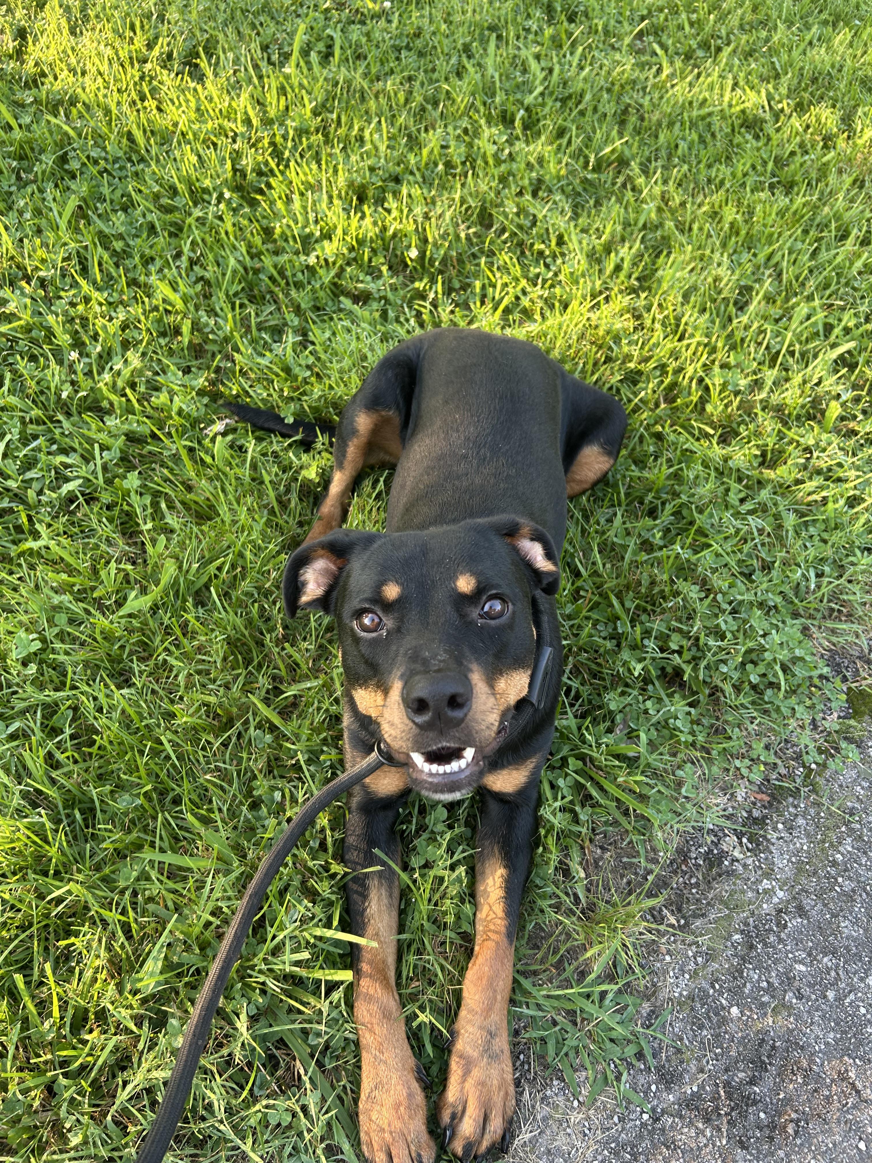 Nova, a Adoptable mixed breed in Spring hill, TN image 6/6