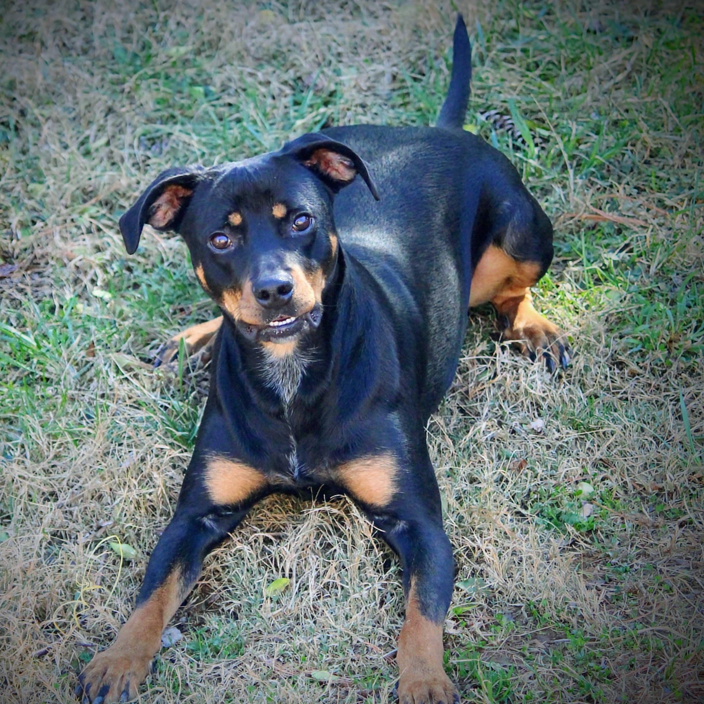 Enlarge Nova, an adoptable mixed breed in Spring hill, TN image 1/6