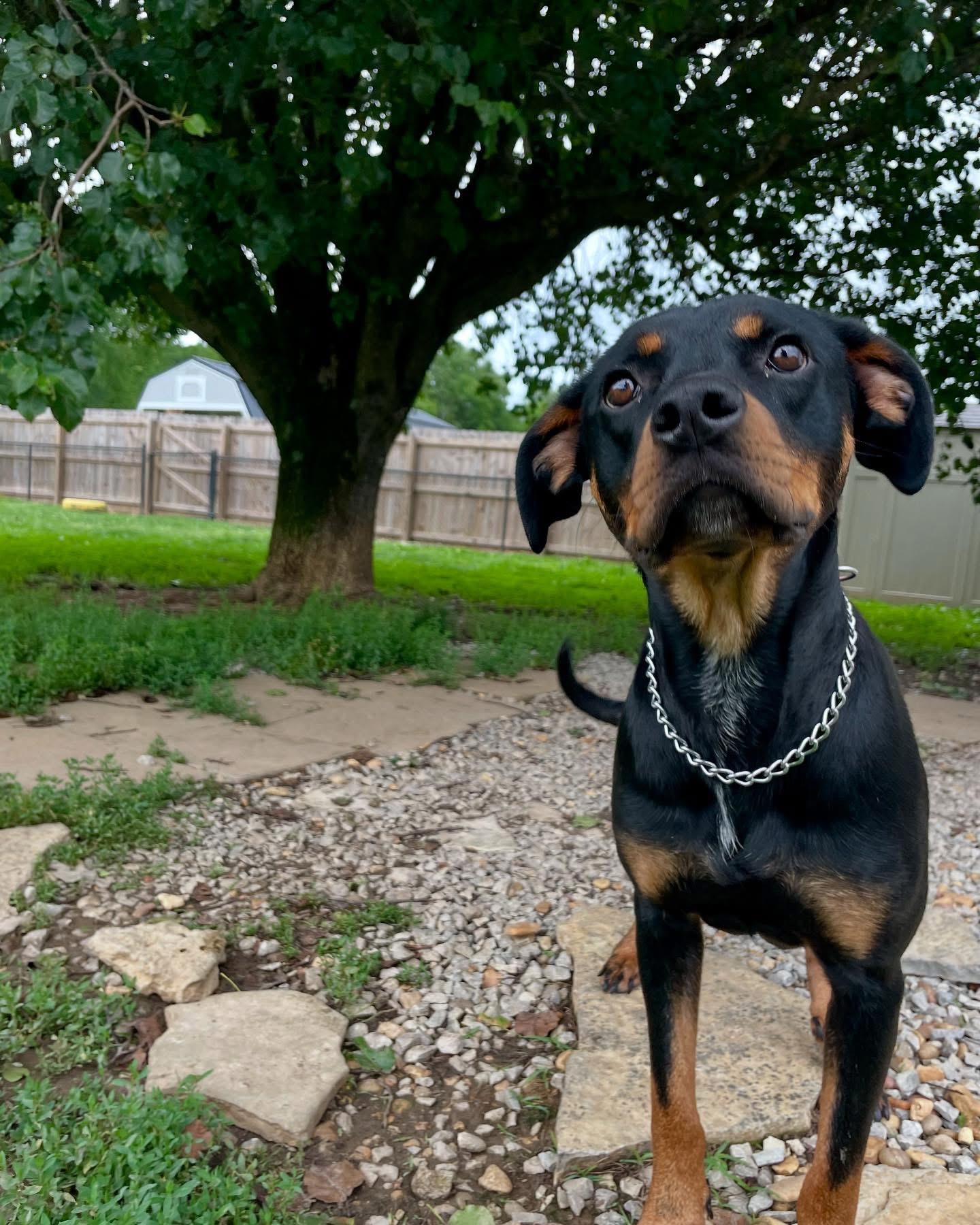 Nova, a Adoptable mixed breed in Spring hill, TN image 5/6