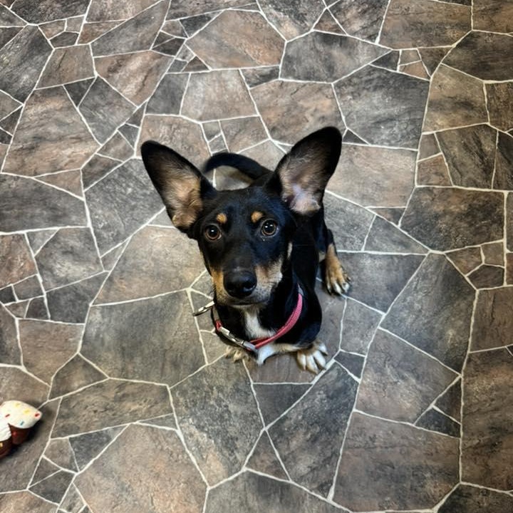 Enoki, Adopted, Young Female Terrier.