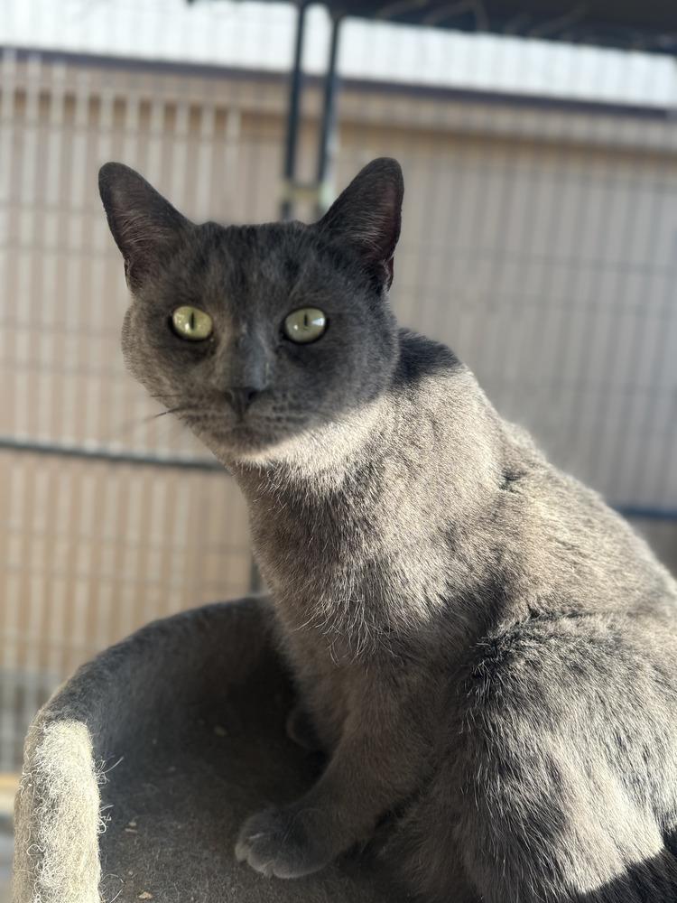 Enlarge Oxy, a Adoptable mixed breed in Calimesa, CA image 1/1