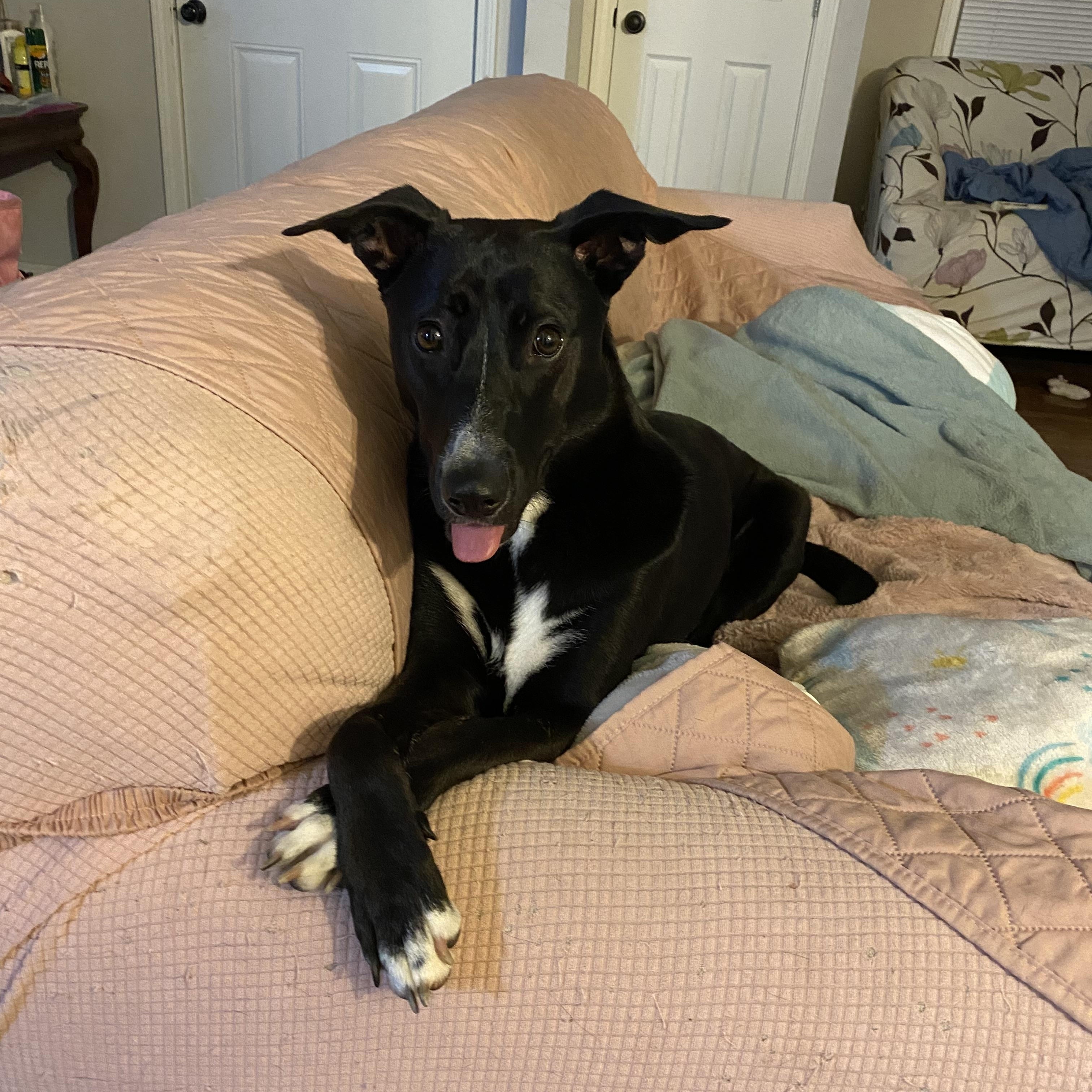 Enlarge Ryn, a Adoptable mixed breed in Choctaw, OK image 1/4