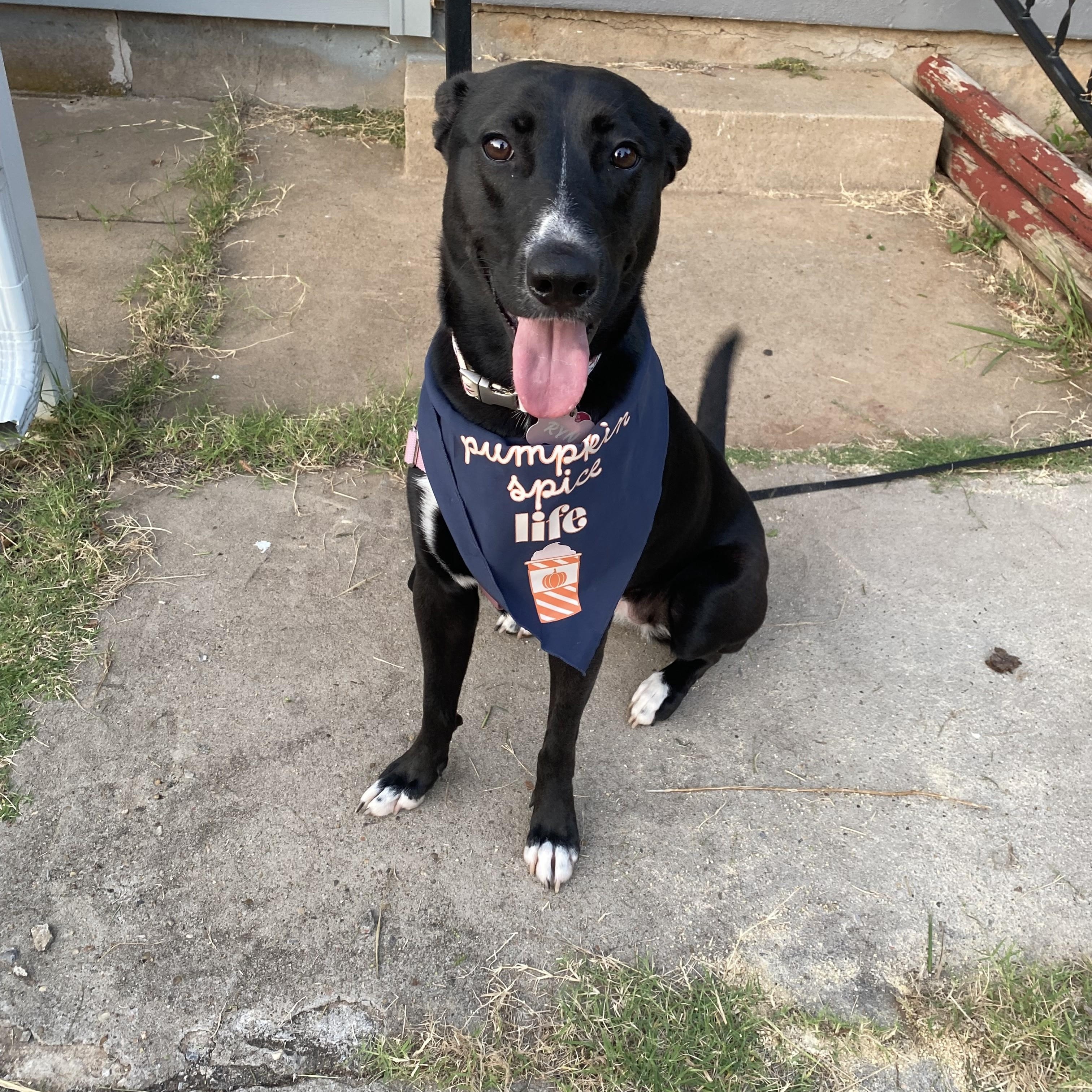 Enlarge Ryn, a Adoptable mixed breed in Choctaw, OK image 2/4