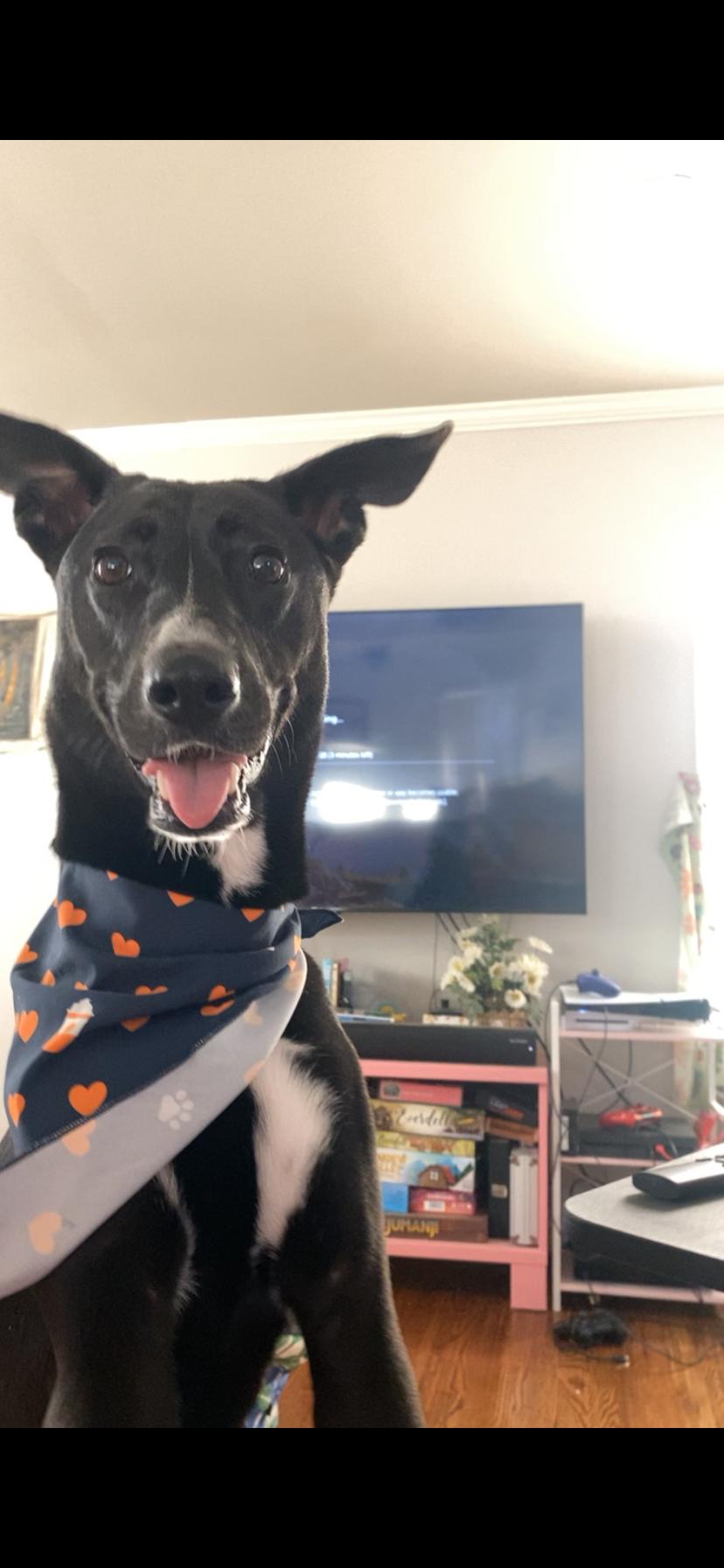 Enlarge Ryn, a Adoptable mixed breed in Choctaw, OK image 3/4