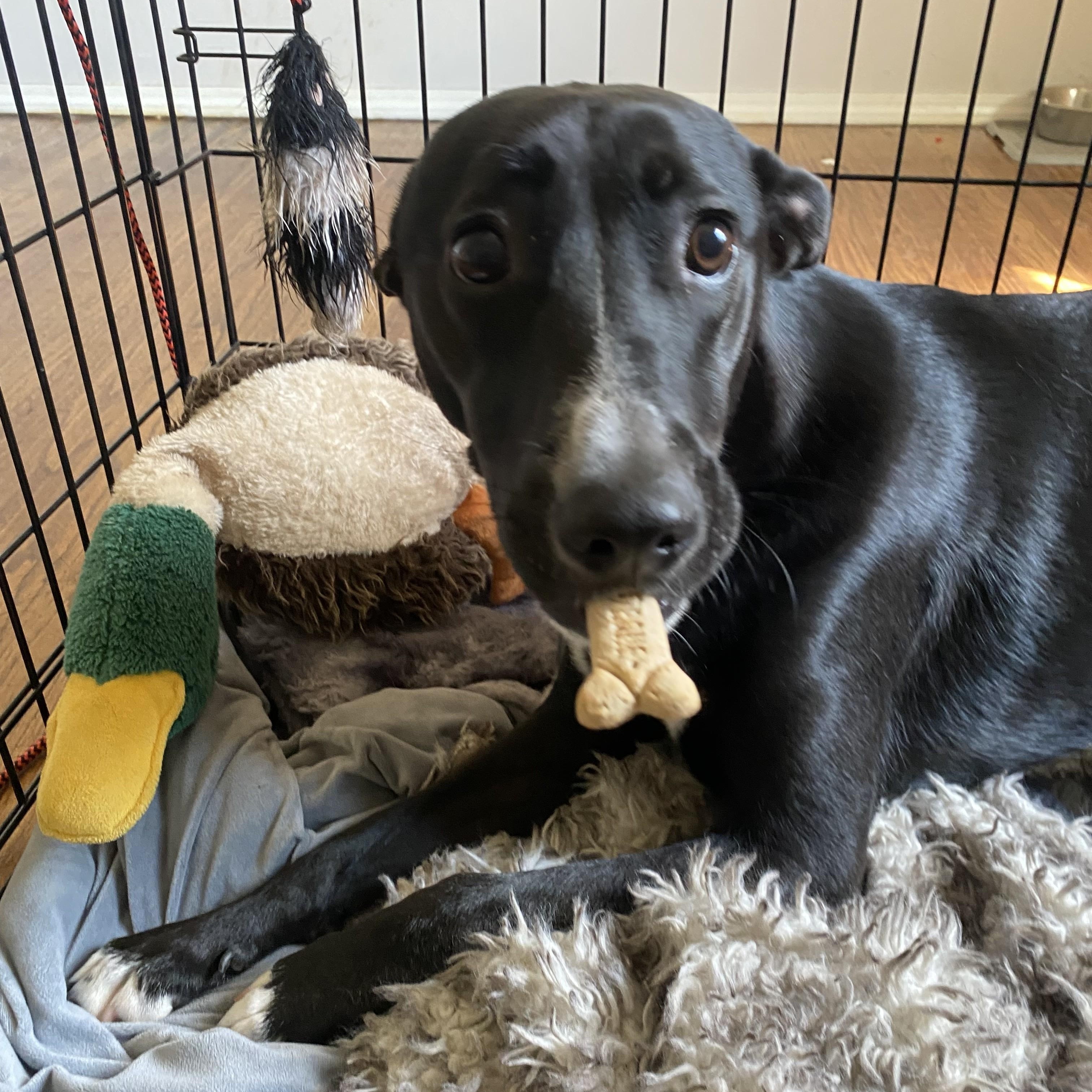 Enlarge Ryn, a Adoptable mixed breed in Choctaw, OK image 4/4