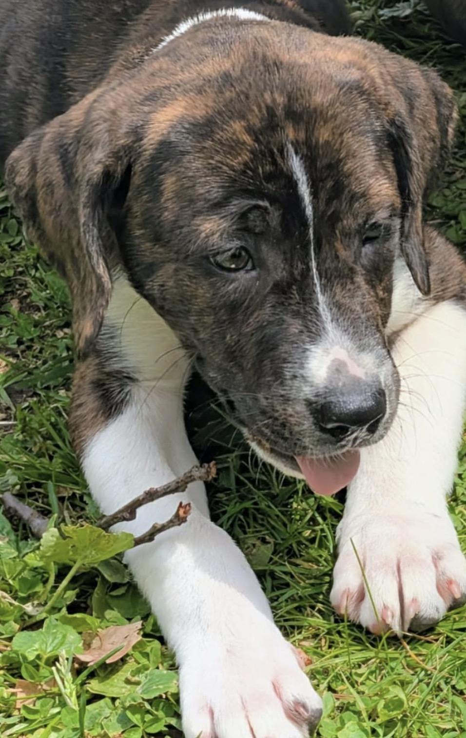 Enlarge Tod, a ADOPTABLE mixed breed in Westland, MI image 1/3