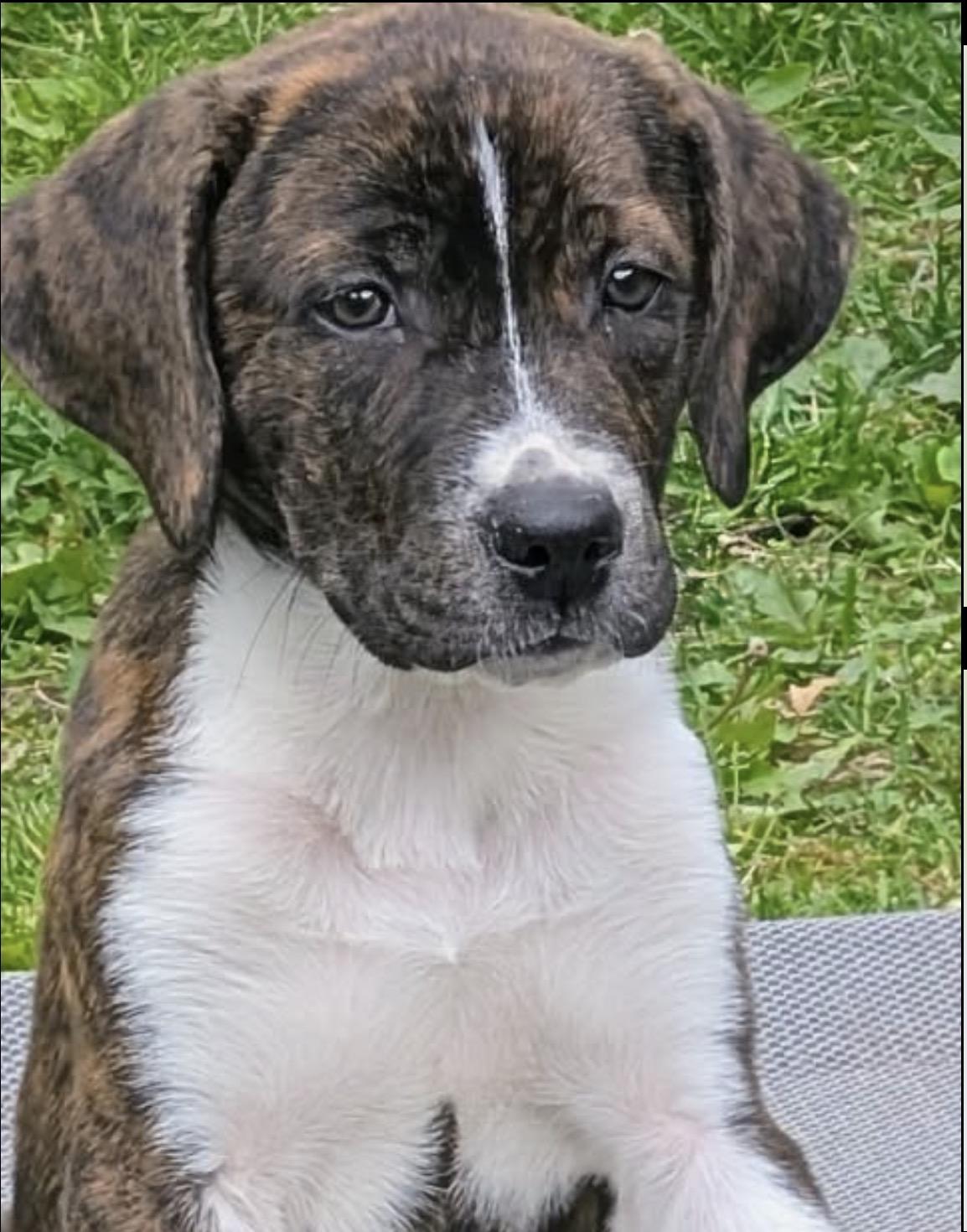 Enlarge Tod, a ADOPTABLE mixed breed in Westland, MI image 2/3