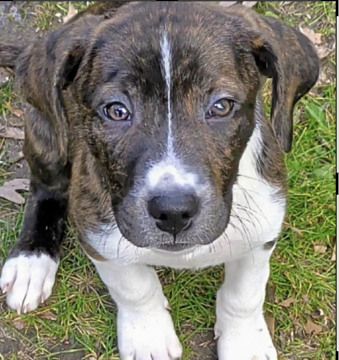 Enlarge Tod, a ADOPTABLE mixed breed in Westland, MI image 3/3