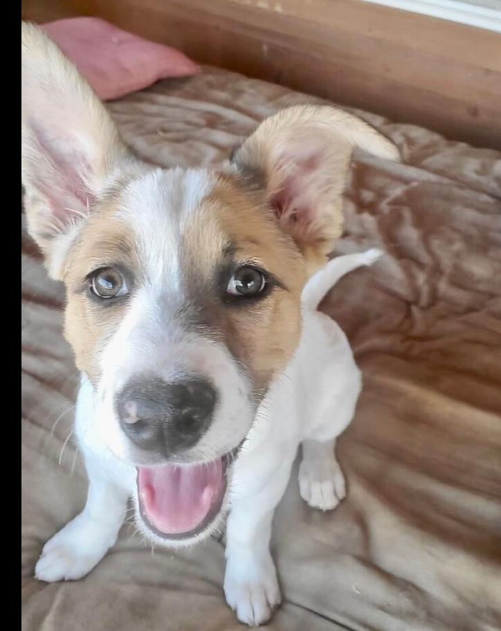 Aloha, Adoptable, Young Female Shepherd & Border Collie.