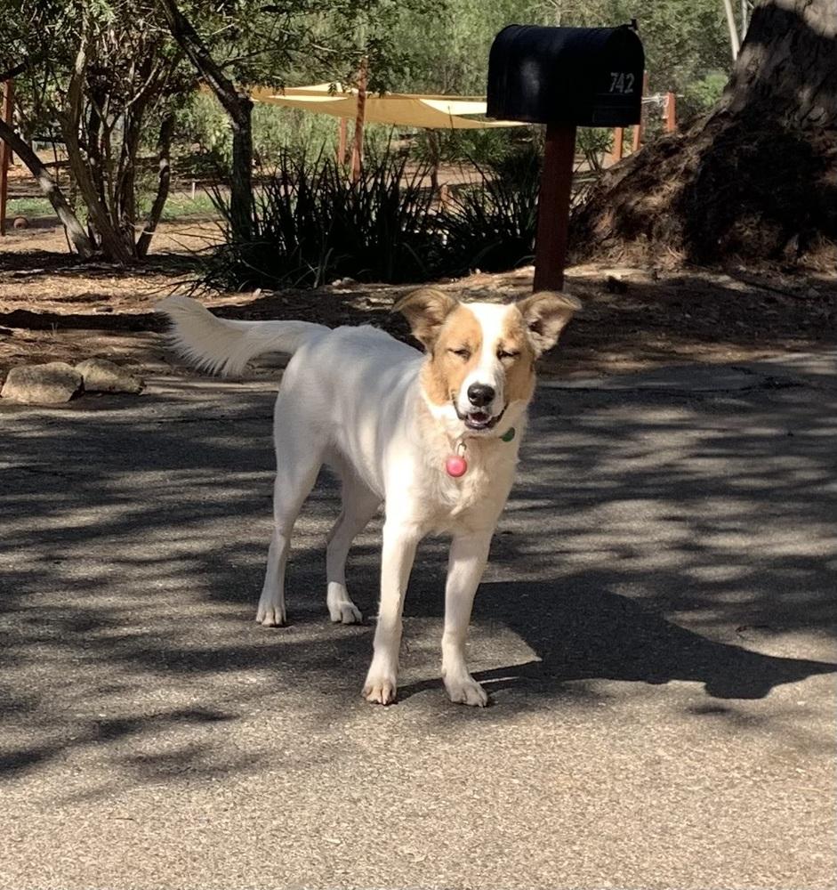 Aloha — thumbnail 3