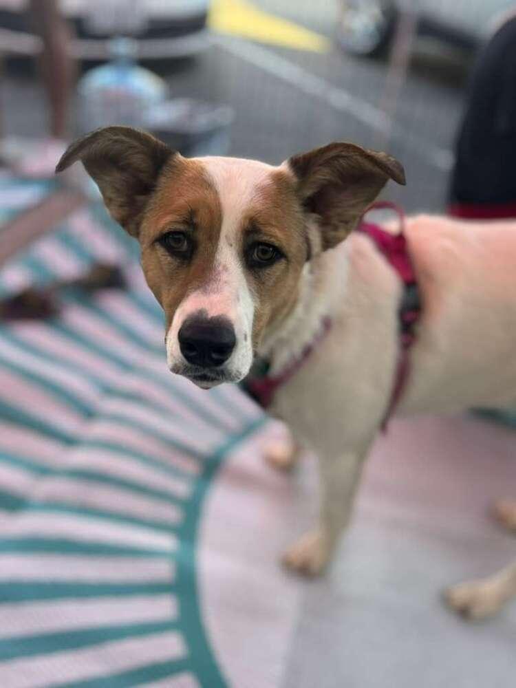 Aloha, a Adoptable mixed breed in Bonita, CA image 4/6