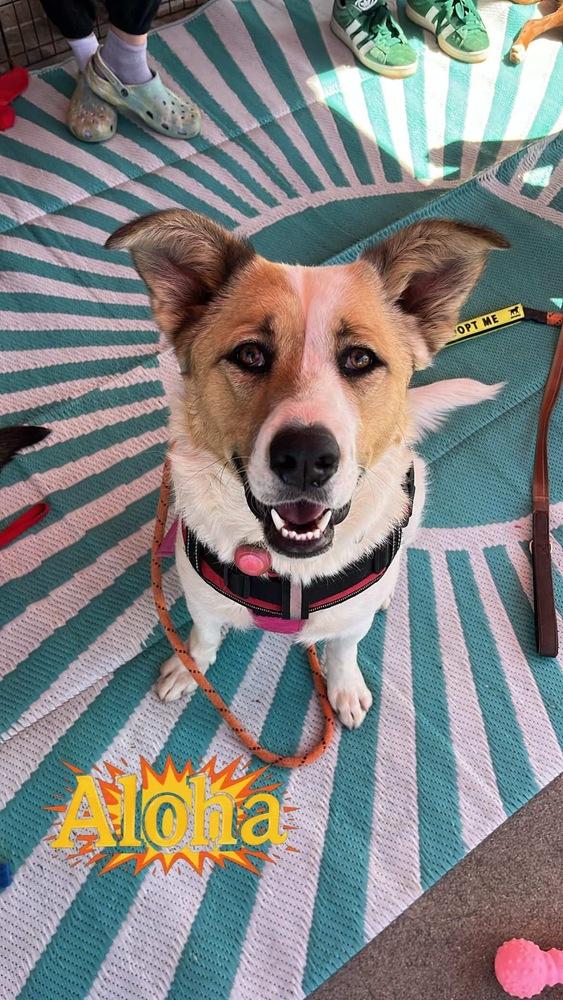 Aloha, a Adoptable mixed breed in Bonita, CA image 5/6