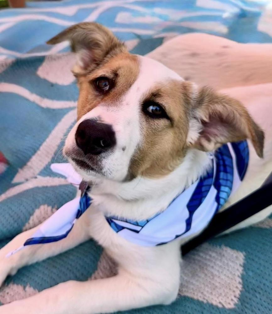 Aloha, a Adoptable mixed breed in Bonita, CA image 5/6