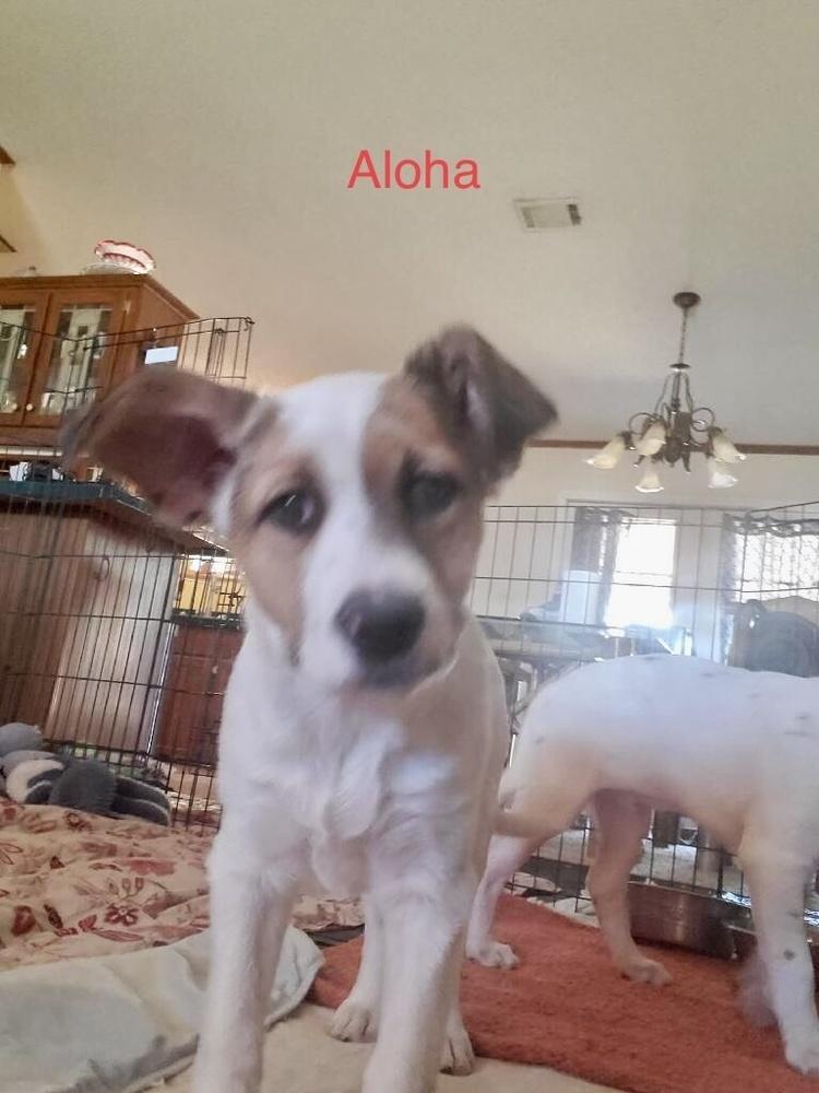 Aloha, a Adoptable mixed breed in Bonita, CA image 5/6