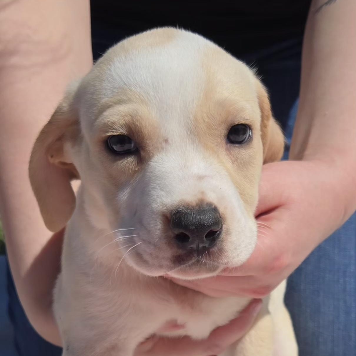 Enlarge CARAMEL   $425, an adoptable mixed breed in Milwaukee, WI image 3/3