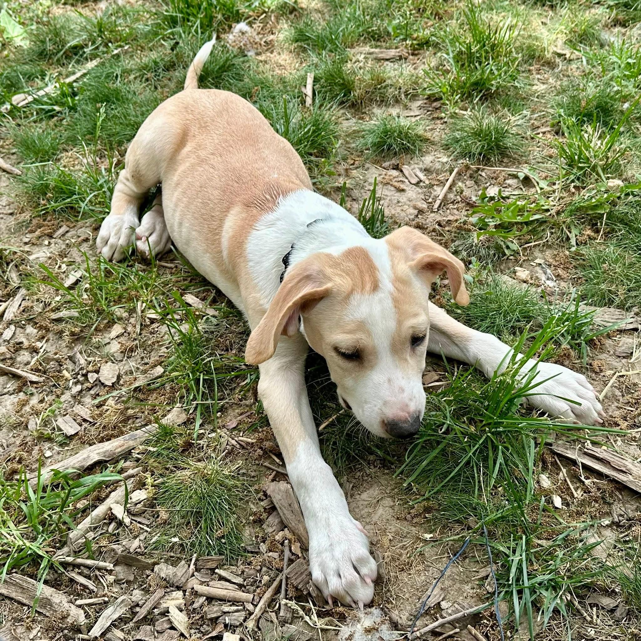 CARAMEL   $425, adoptable, Puppy Male Labrador Retriever & Retriever.
