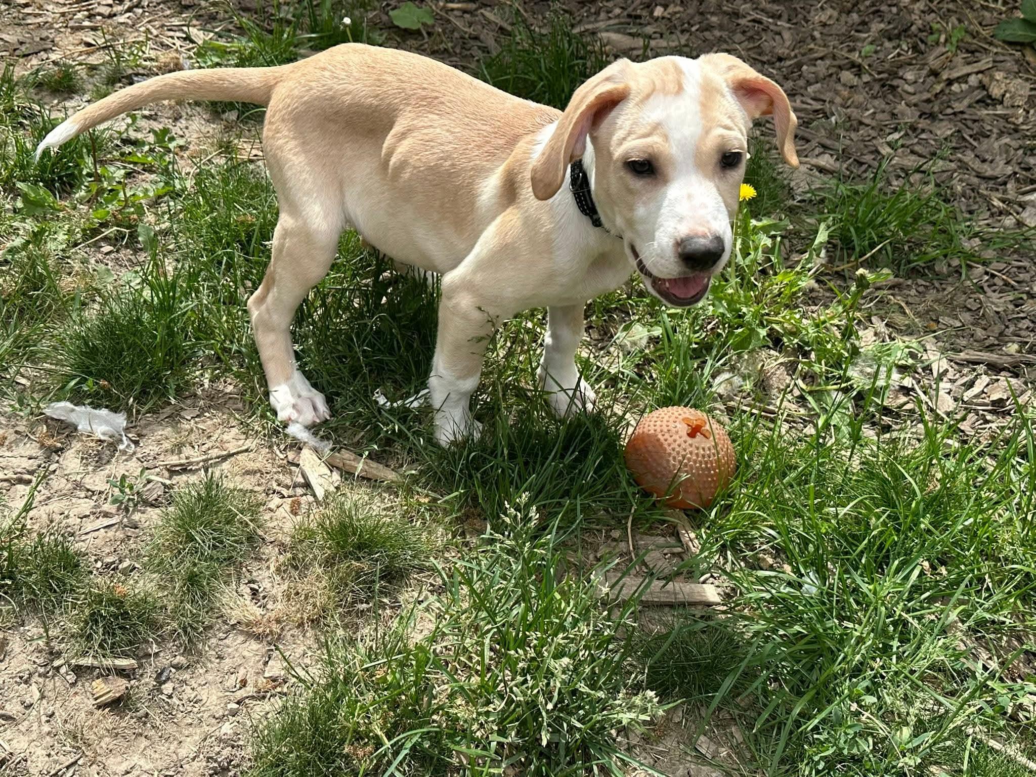 Enlarge CARAMEL   $425, an adoptable mixed breed in Milwaukee, WI image 2/3